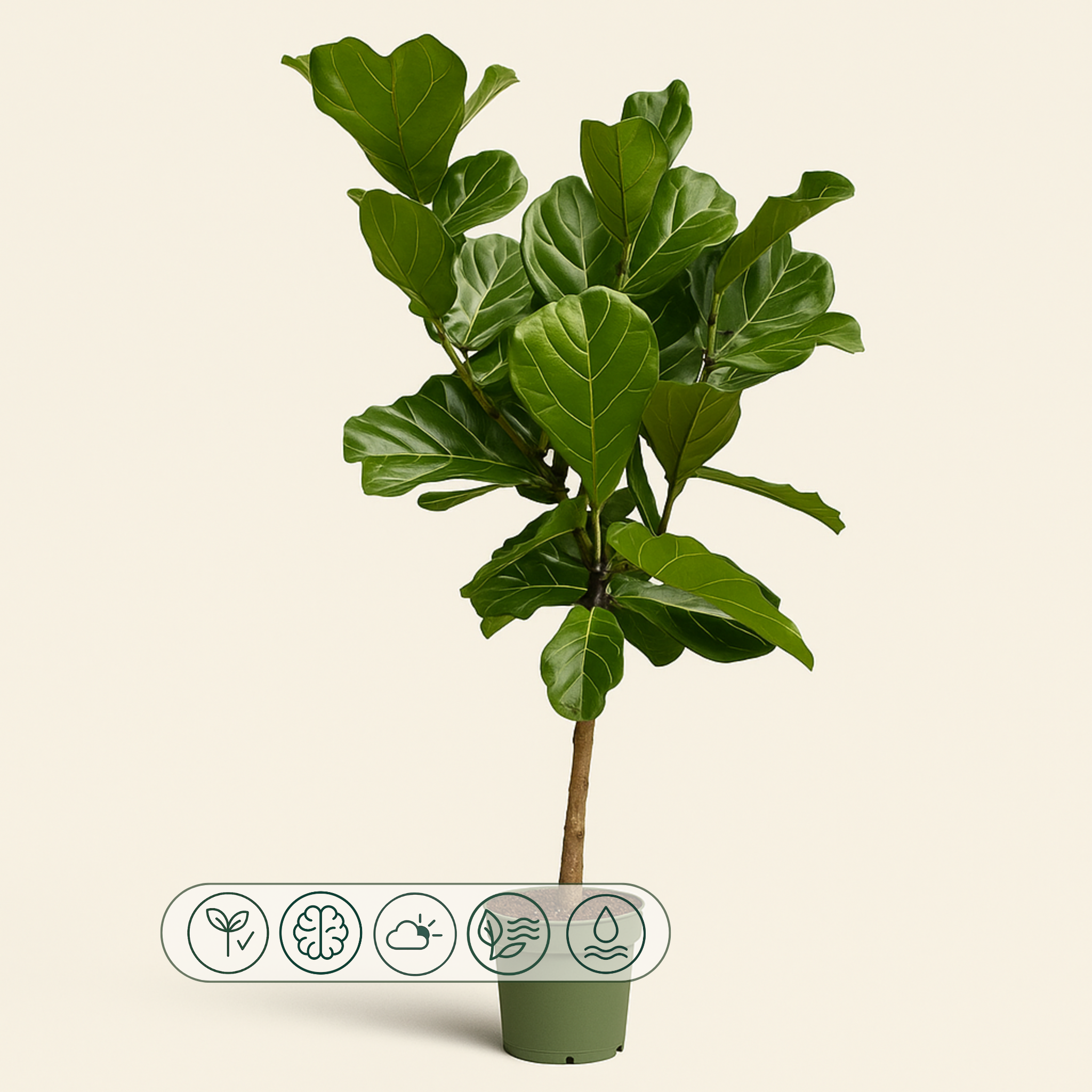 Geigenfeige auf Stamm (Ficus lyrata) – 150 cm – Ø27 cm Topf – Luna's Leaf  Co