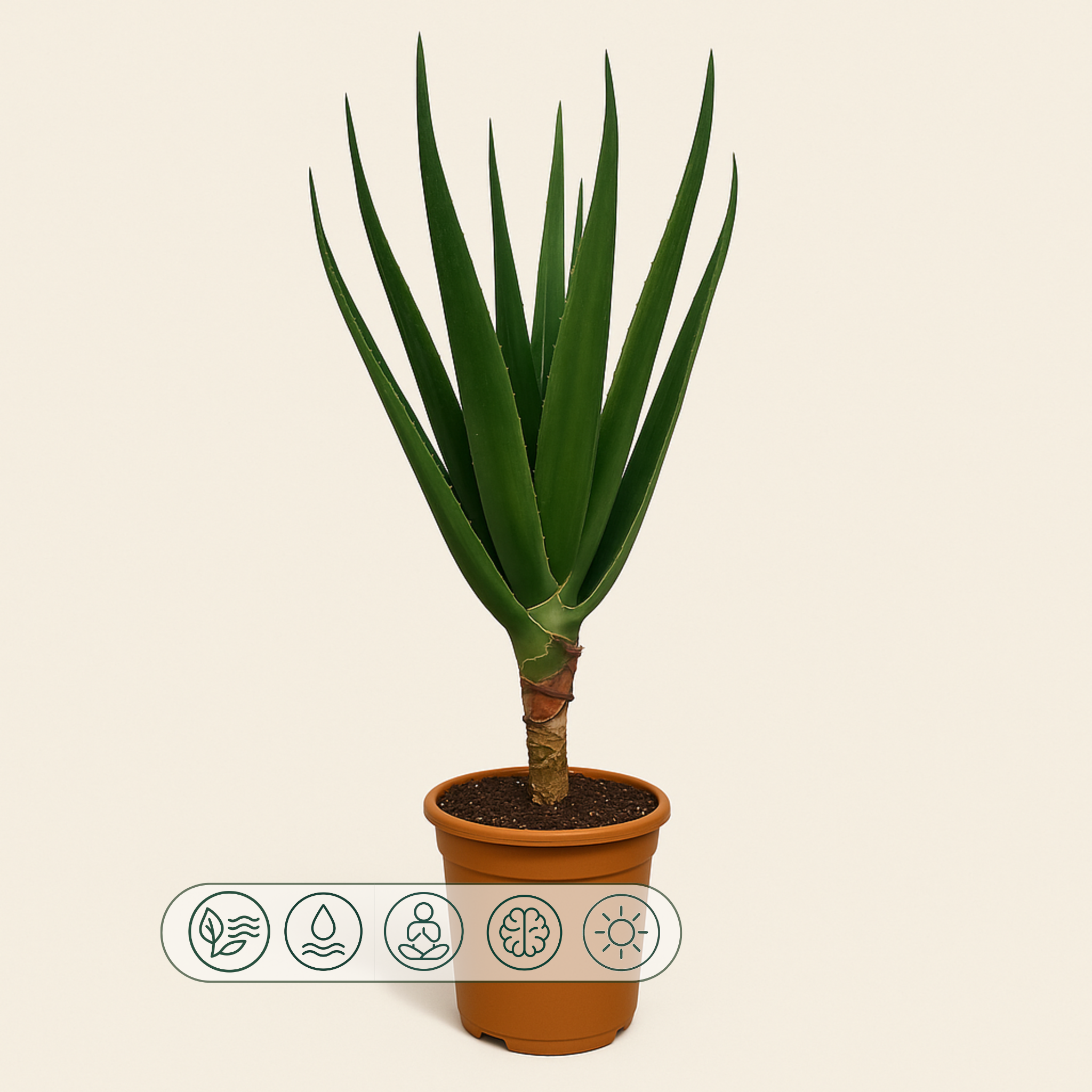 Aloe Barberae – Aloe barberae - 160 cm - Ø30cm - Luna's Leaf Co.