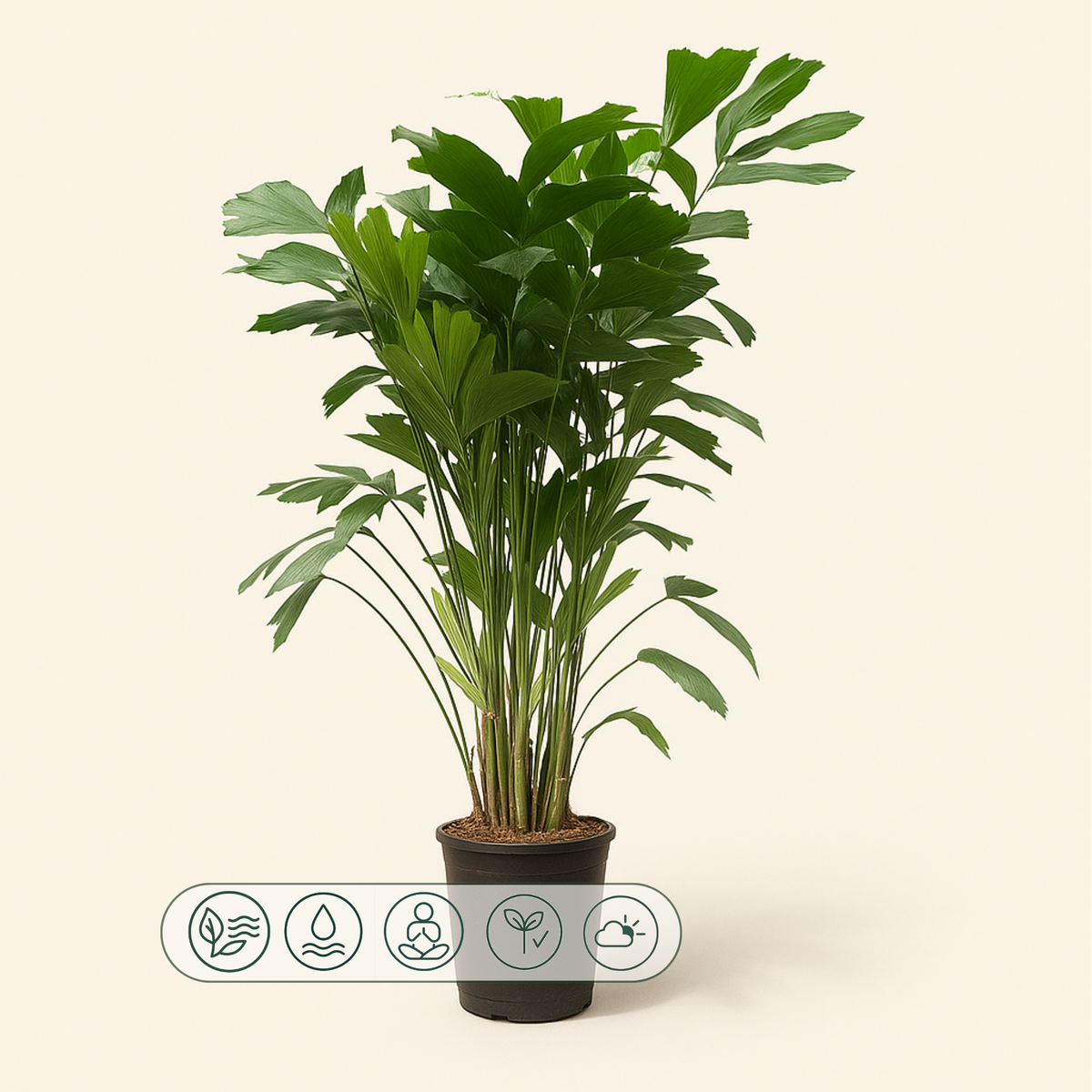 Caryota Mitis - 180 cm - Ø27 - Luna's Leaf Co.