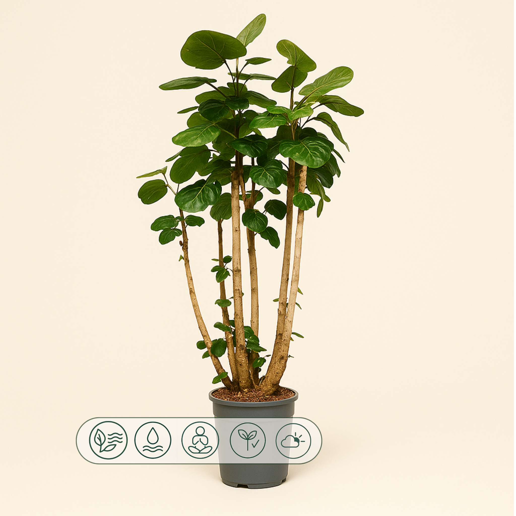 Polyscias Fabian XXL – Polyscias scutellaria 'Fabian' XXL - 160 cm - ⌀30