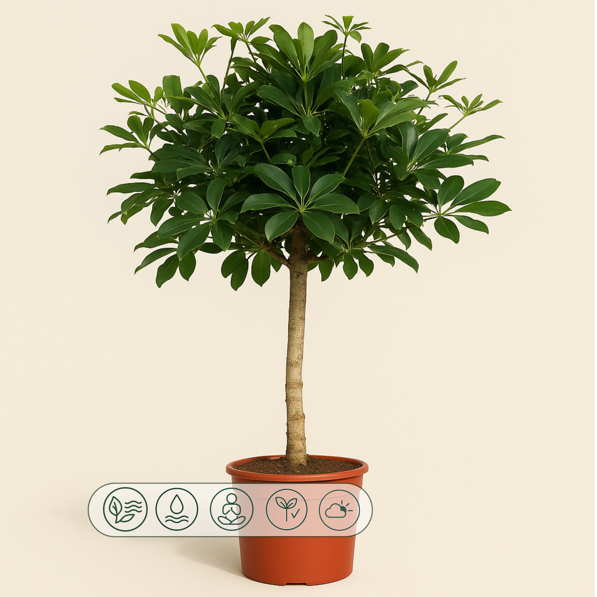 Schefflera auf Stamm – Schefflera arboricola - 170cm - ø35 - Luna's Leaf Co.