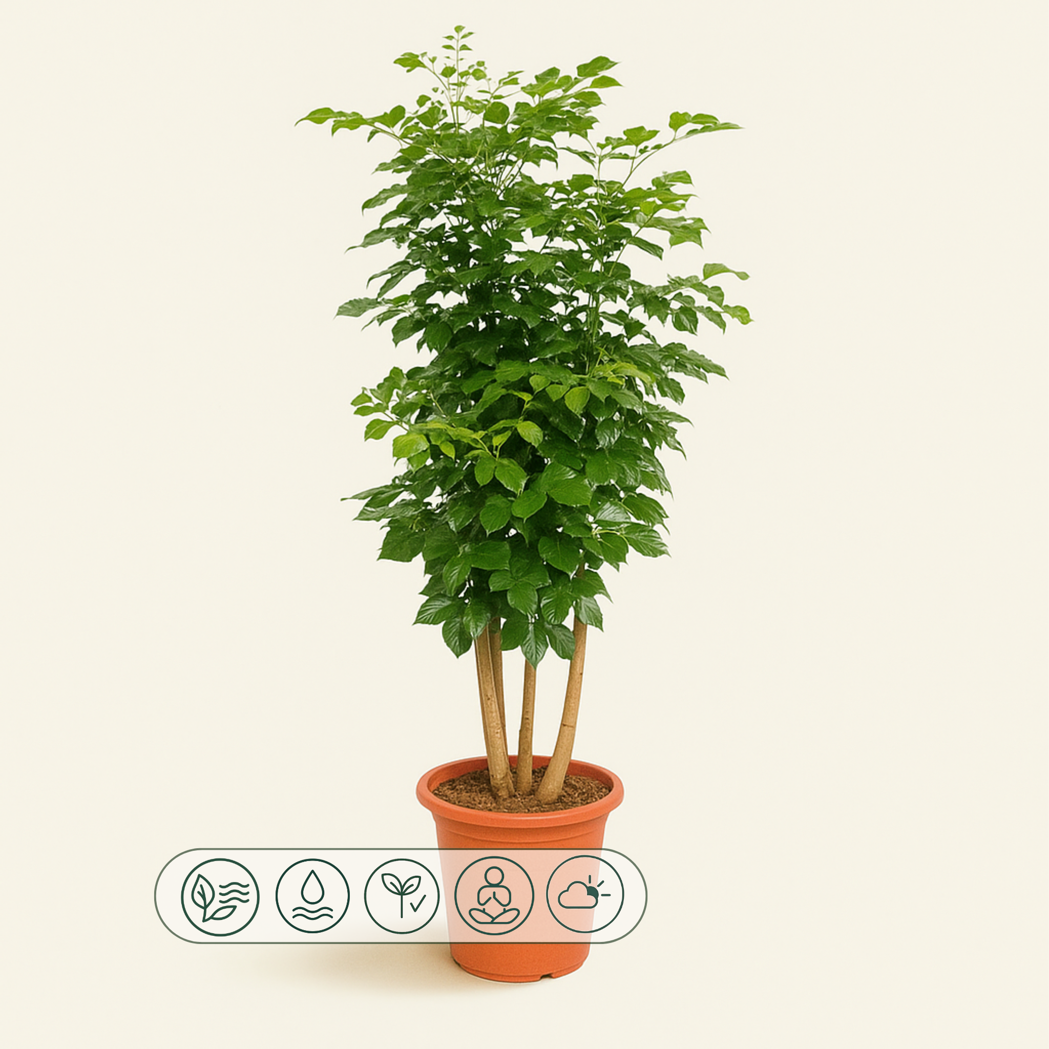 Radermachera Hainanensis – Radermachera hainanensis - 190 cm - ø40 - Luna's Leaf Co.