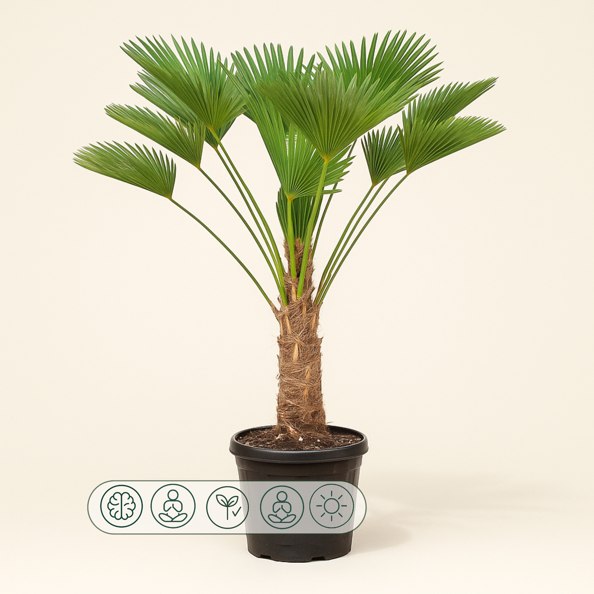 Hanfpalme – Trachycarpus wagnerianus - 130cm