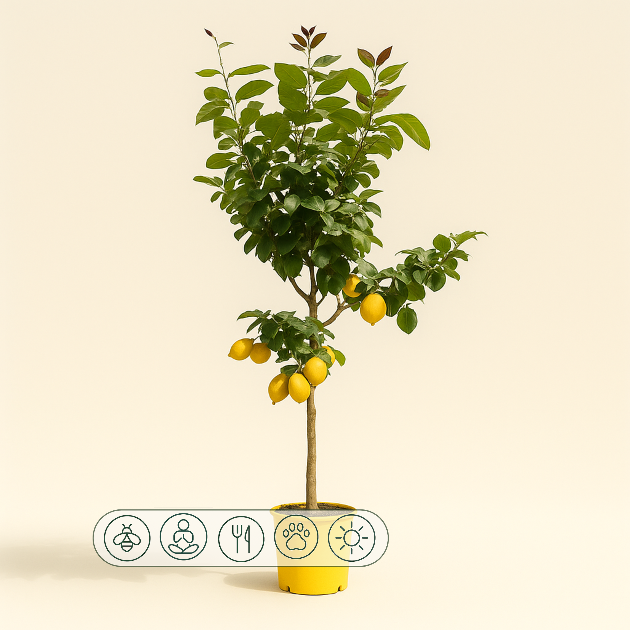 Zitronenbaum – Citrus limon - 150 cm - ø24 - Luna's Leaf Co.