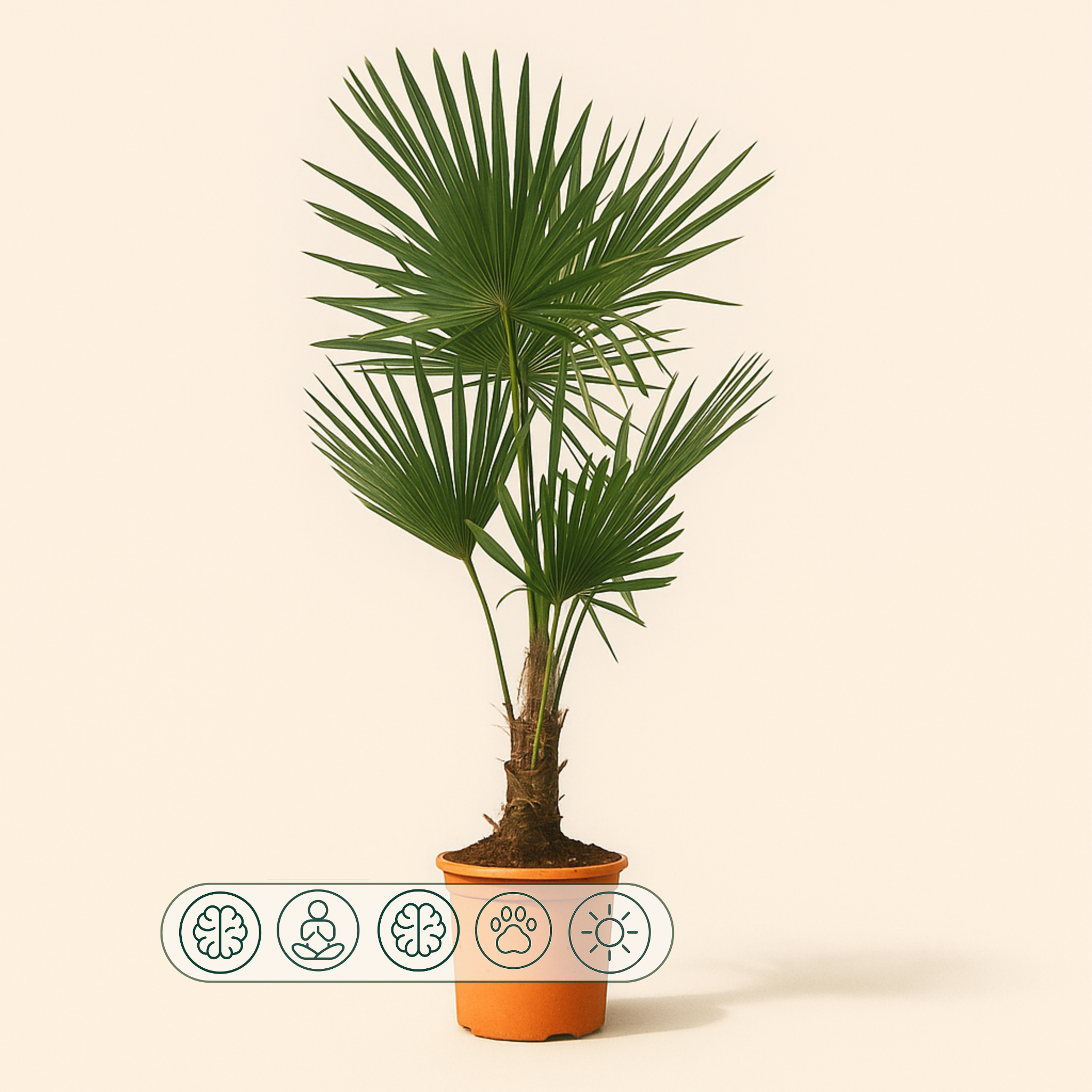 Chinesische Hanfpalme – Trachycarpus fortuneii - 130cm - Ø27 - Luna's Leaf Co.