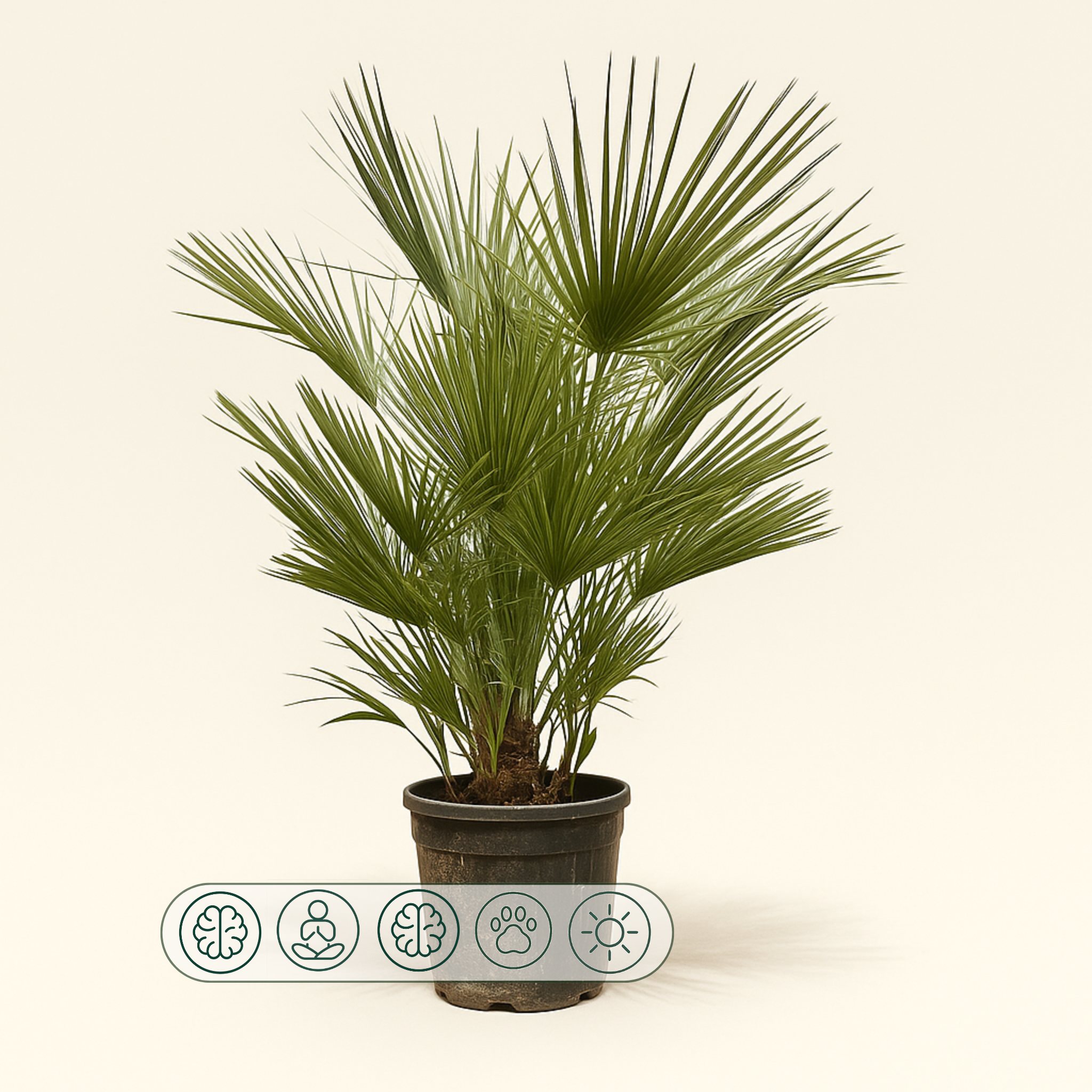 Zwergpalme – Chamaerops humilis - 150cm- ø30 - Luna's Leaf Co.