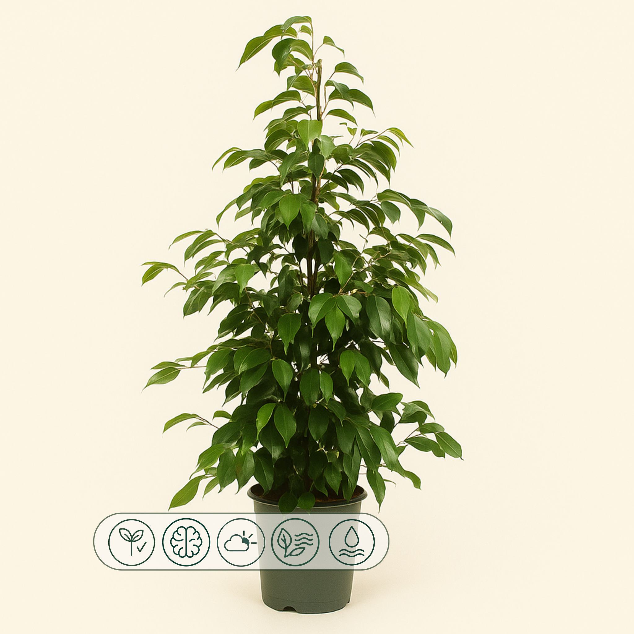 Birkenfeige 'Danielle' - Ficus benjamina 'Danielle' - 95cm - Ø21cm - Luna's Leaf Co.