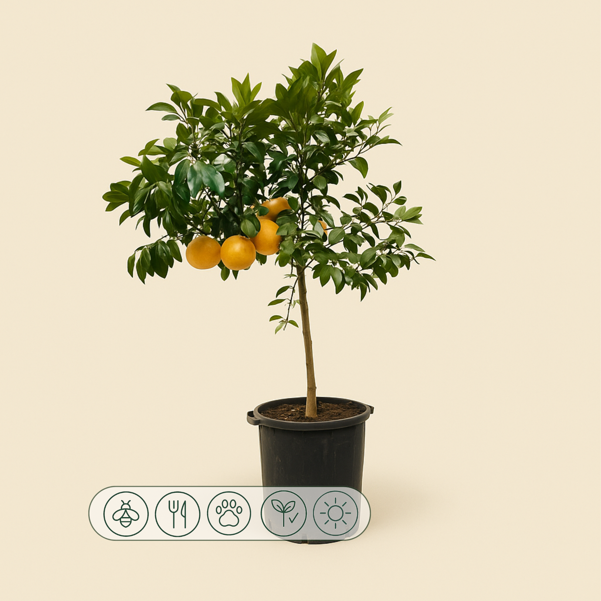 Grapefruitbaum – Citrus Pompelmo - 150 cm - ø40 - Luna's Leaf Co.