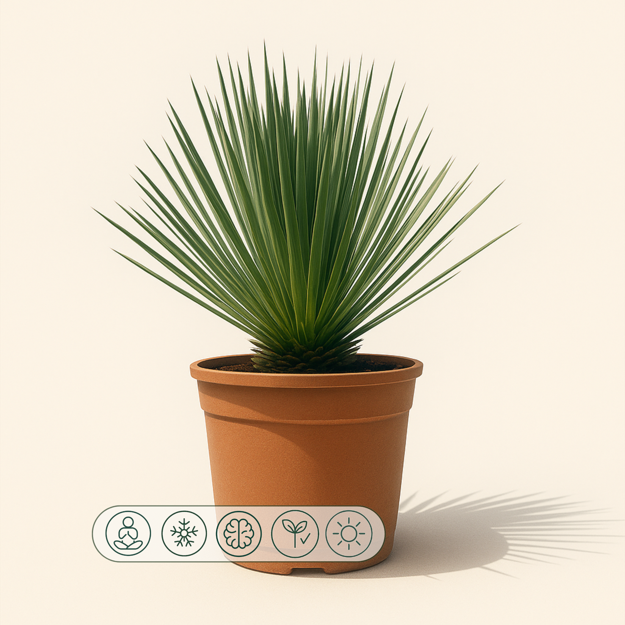 Kerzen-Palmlilie – Yucca rostrata - 60 cm - ø24cm - Luna's Leaf Co.