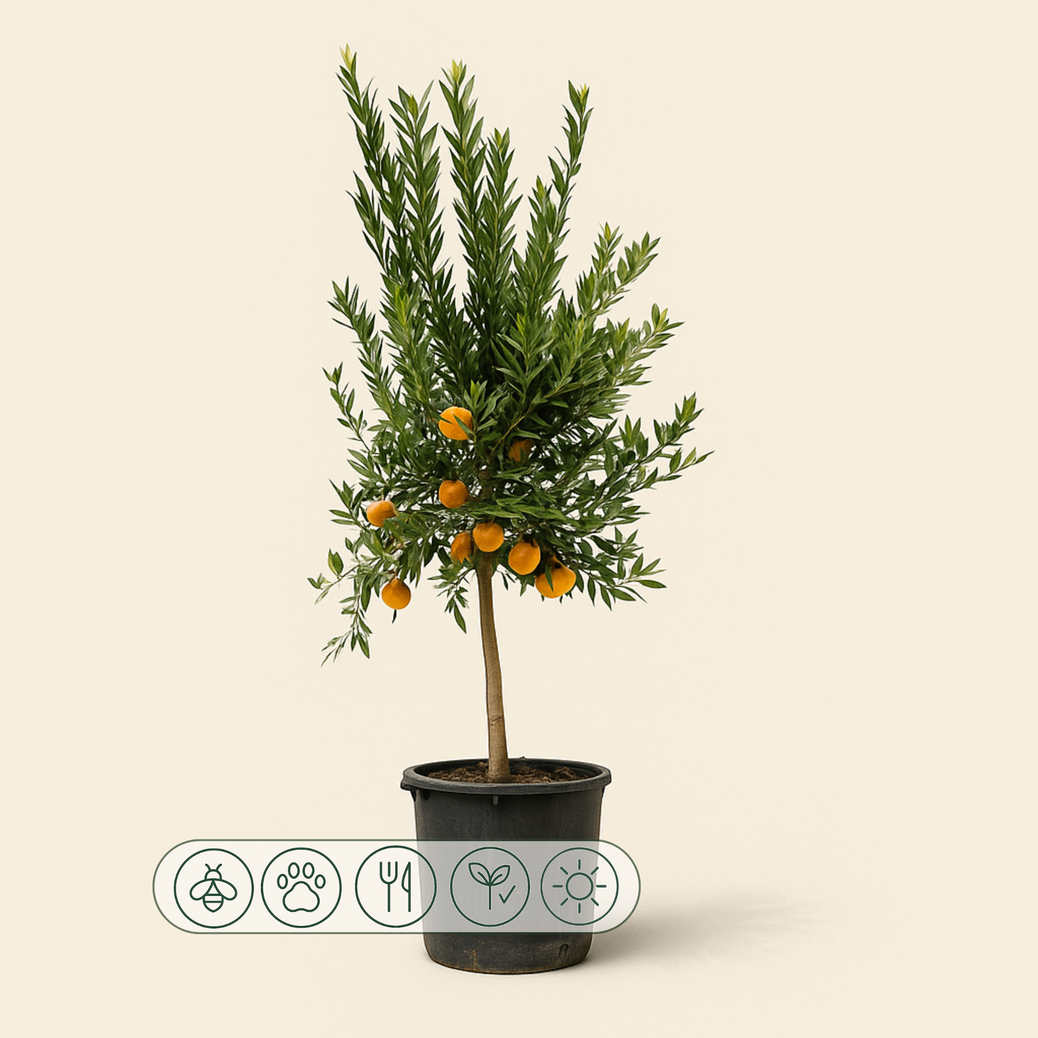 Mandarinenbaum – Citrus reticulata - 200 cm - ø40 - Luna's Leaf Co.