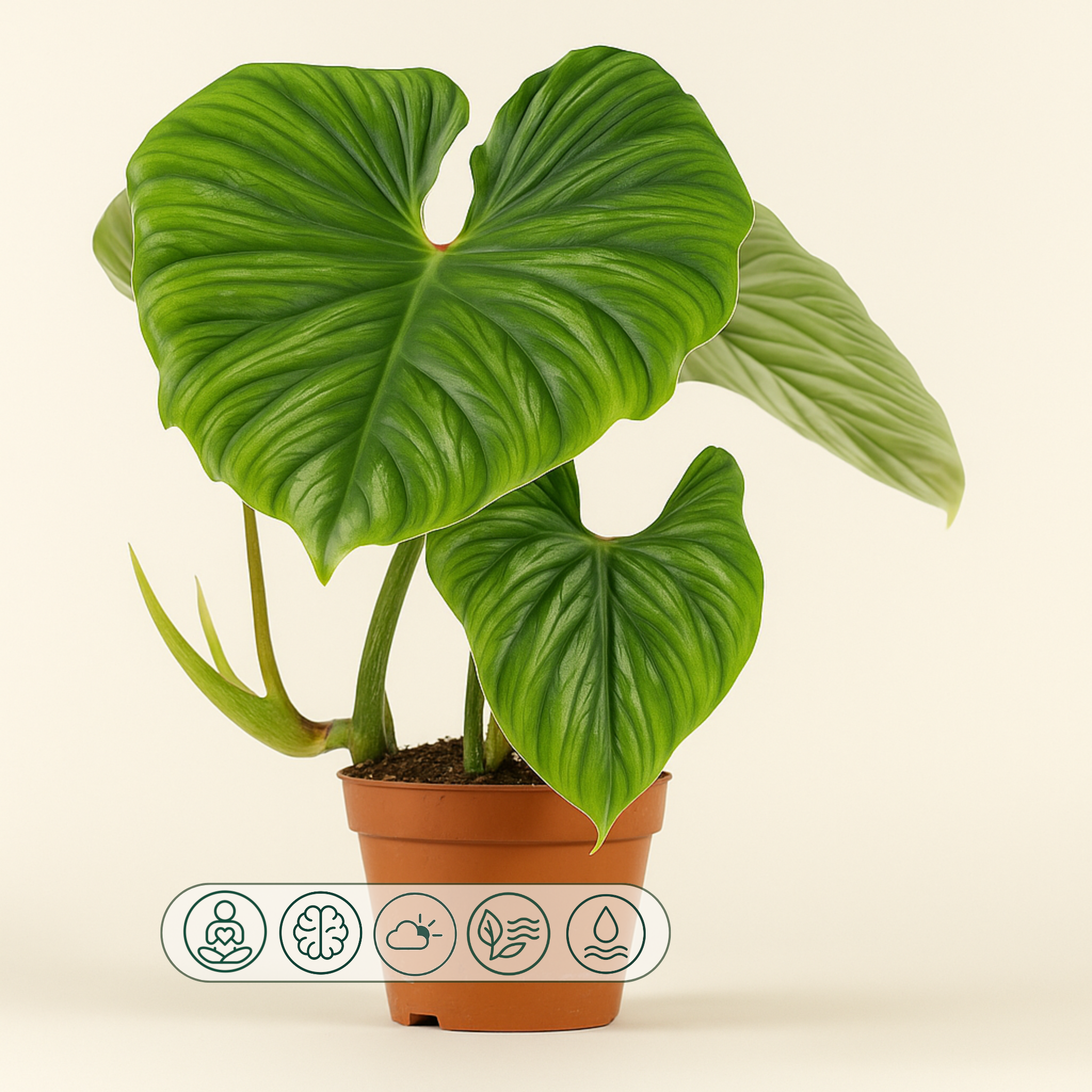 Philodendron Plowmanii - 50cm - Ø15cm - Luna's Leaf Co.