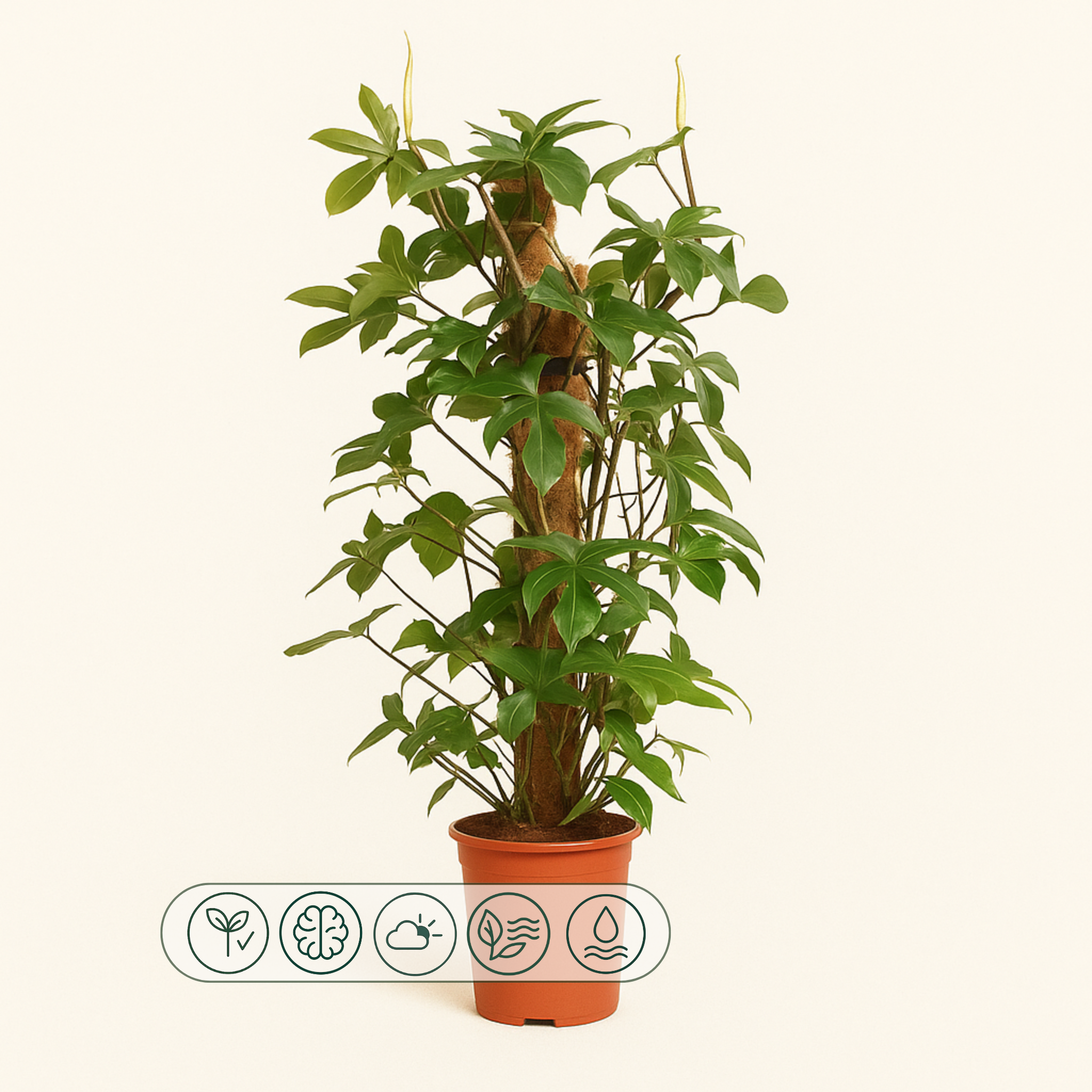 Philodendron pedatum – 130 cm – Eichenblatt-Philodendron im Ø27 cm Topf –  Luna's Leaf Co