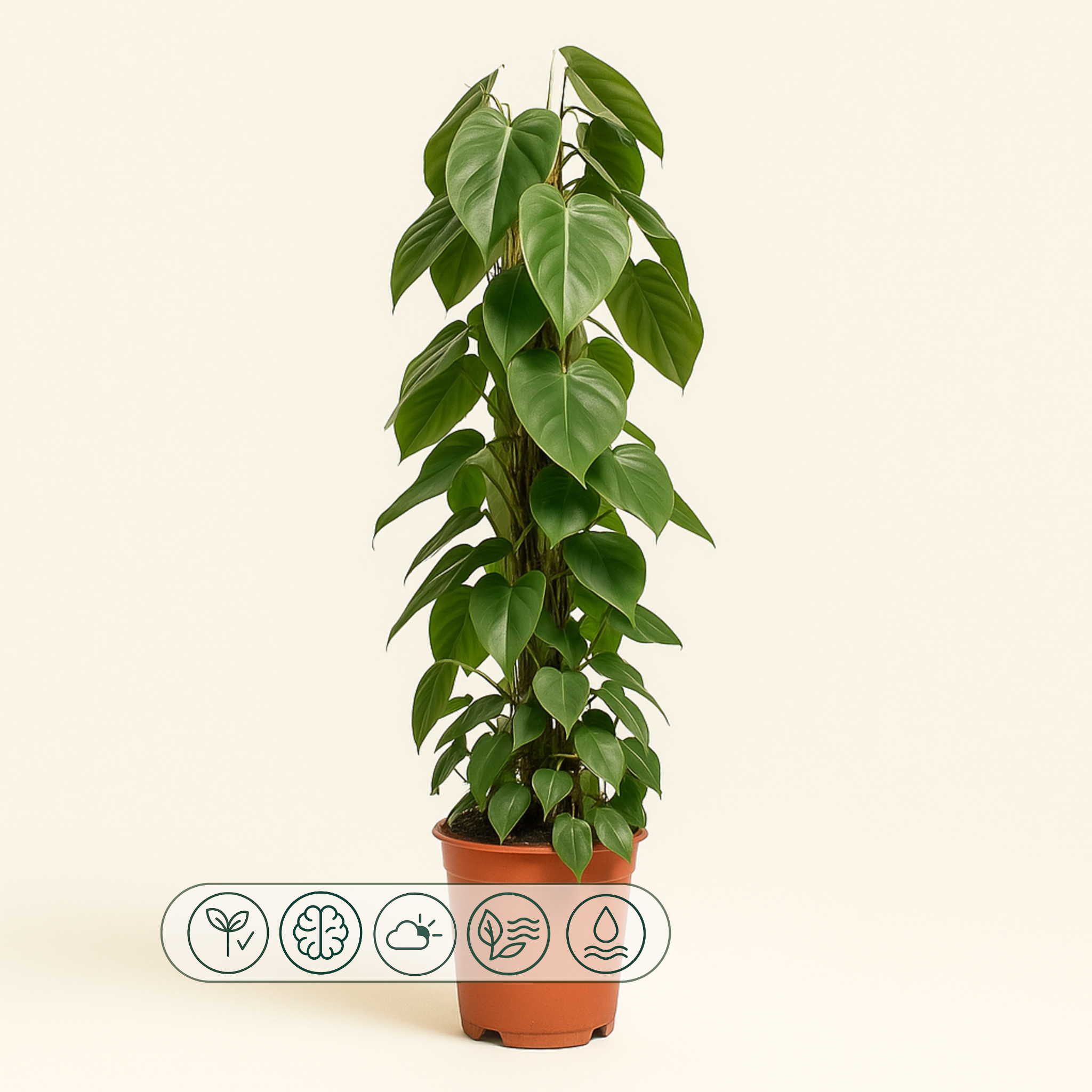 Herzblatt-Philodendron – Philodendron hederaceum - 120cm - Ø24cm - Luna's Leaf Co.
