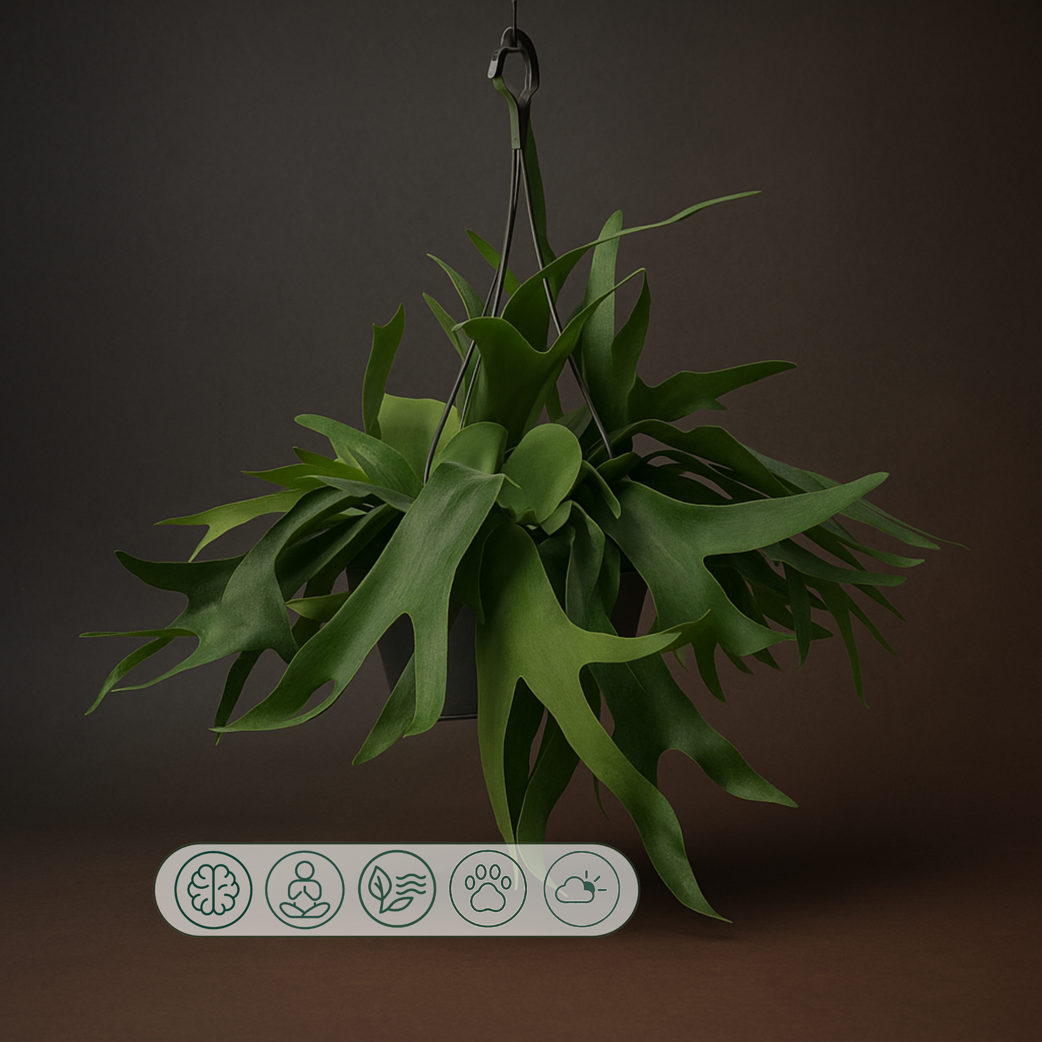 Premium Geweihfarn hängend – Platycerium bifurcatum - 50 cm - Ø21cm - Luna's Leaf Co.