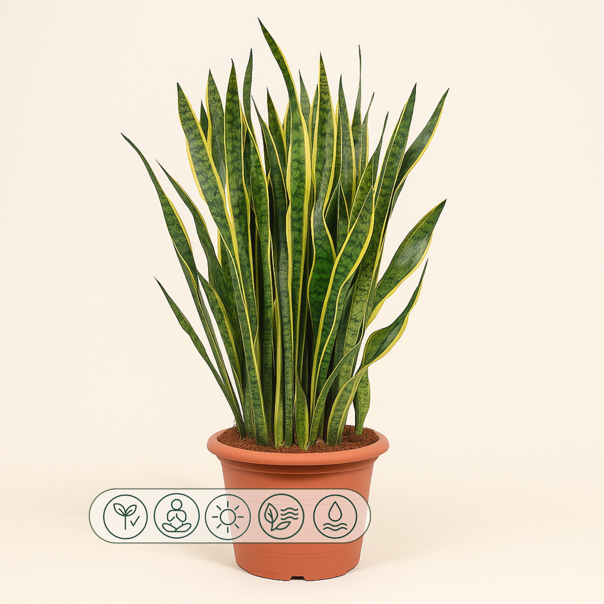 Sansevieria Laurentii - 100 cm - ø35 - Luna's Leaf Co.
