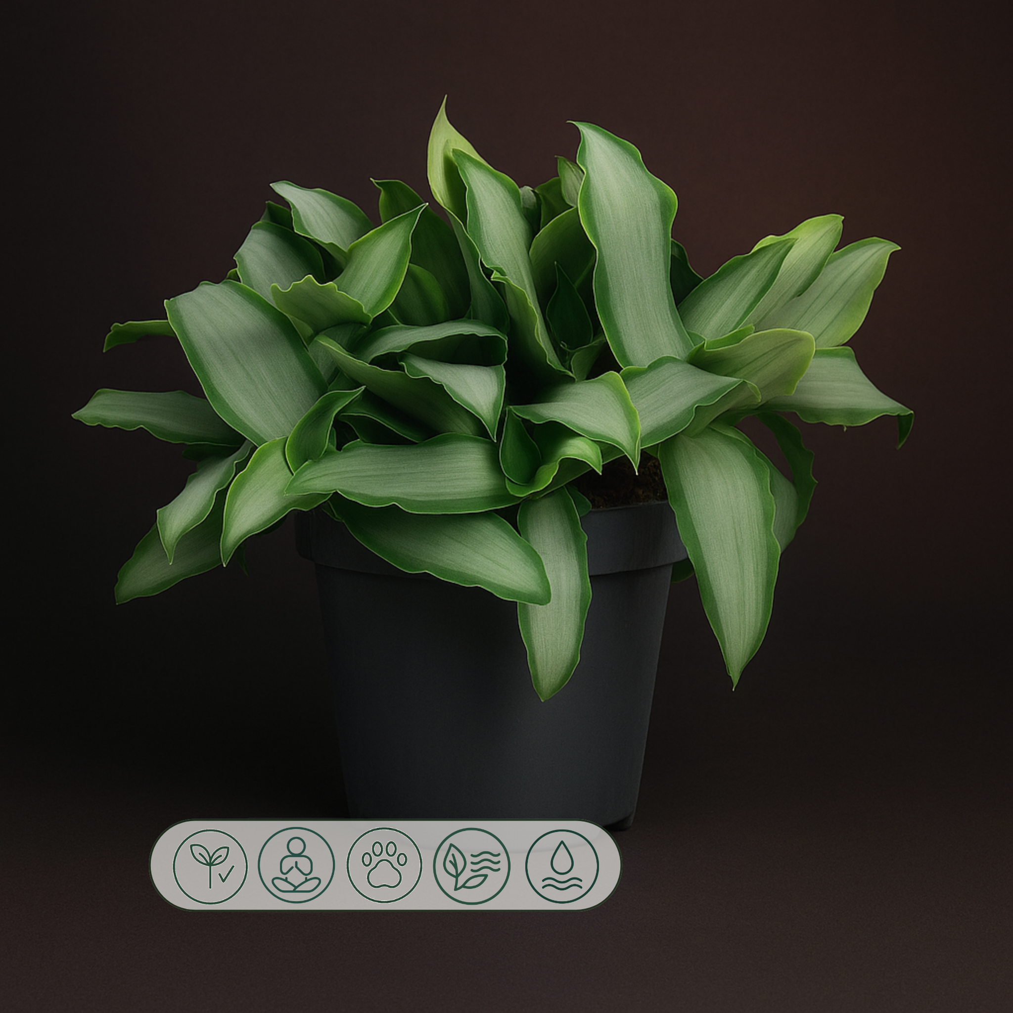 Premium Murdannia Bright Star – Murdannia loriformis 'Bright Star' - 20 cm - Ø12cm - Luna's Leaf Co.