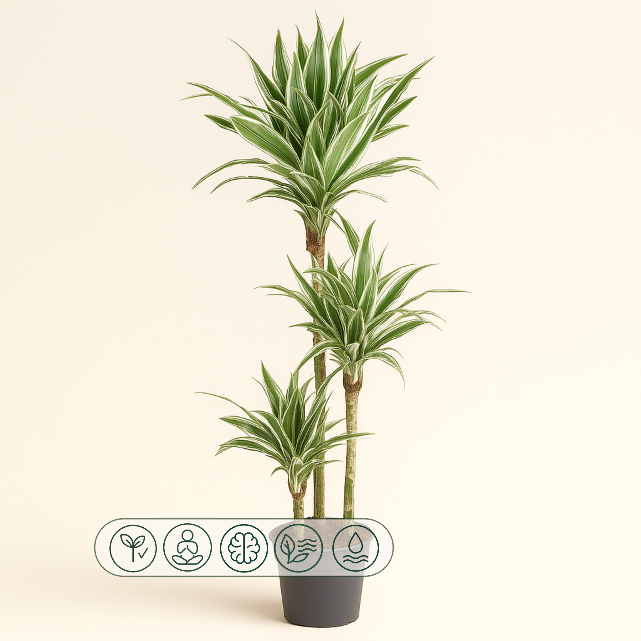 Drachenbaum White Stripe – Dracaena fragrans 'White Stripe' - 150 cm - ø24 - Luna's Leaf Co.