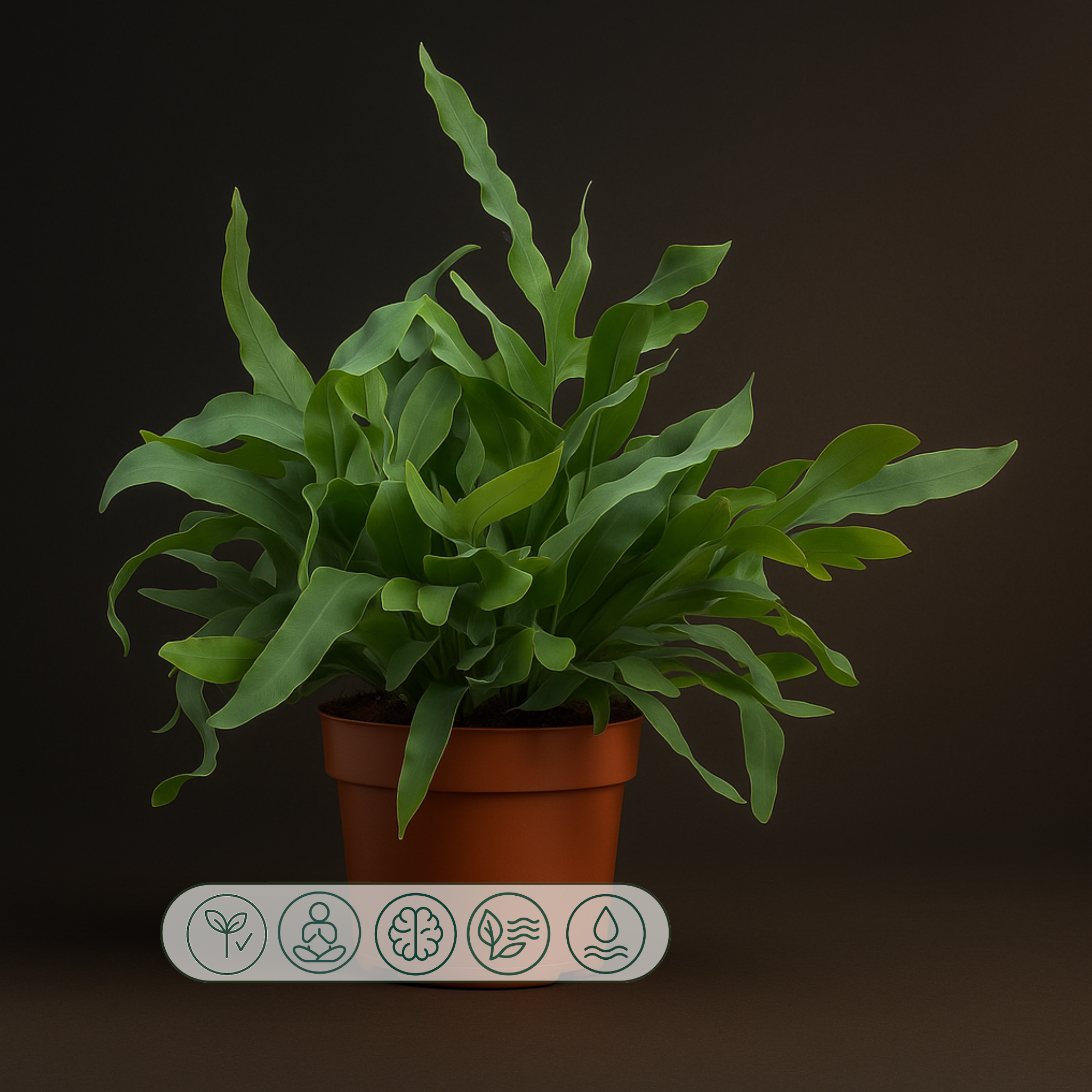 Premium Phlebodium Blue Star - 32 cm - Ø12cm - Luna's Leaf Co.