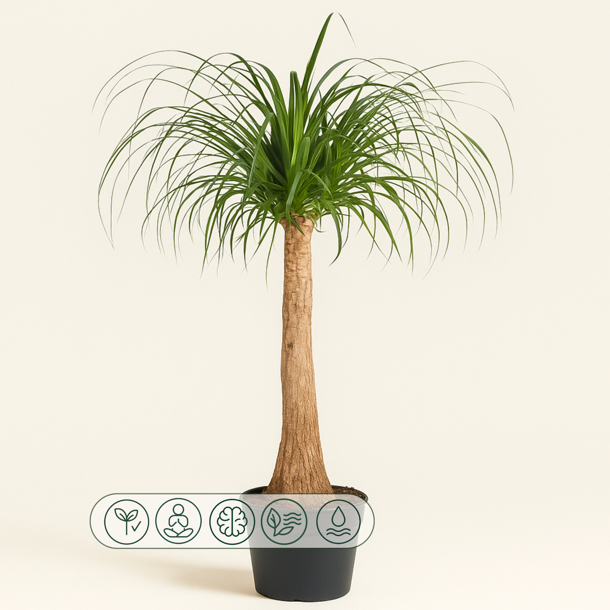 Elefantenfuß – Beaucarnea recurvata - 120 cm - ø32 - Luna's Leaf Co.
