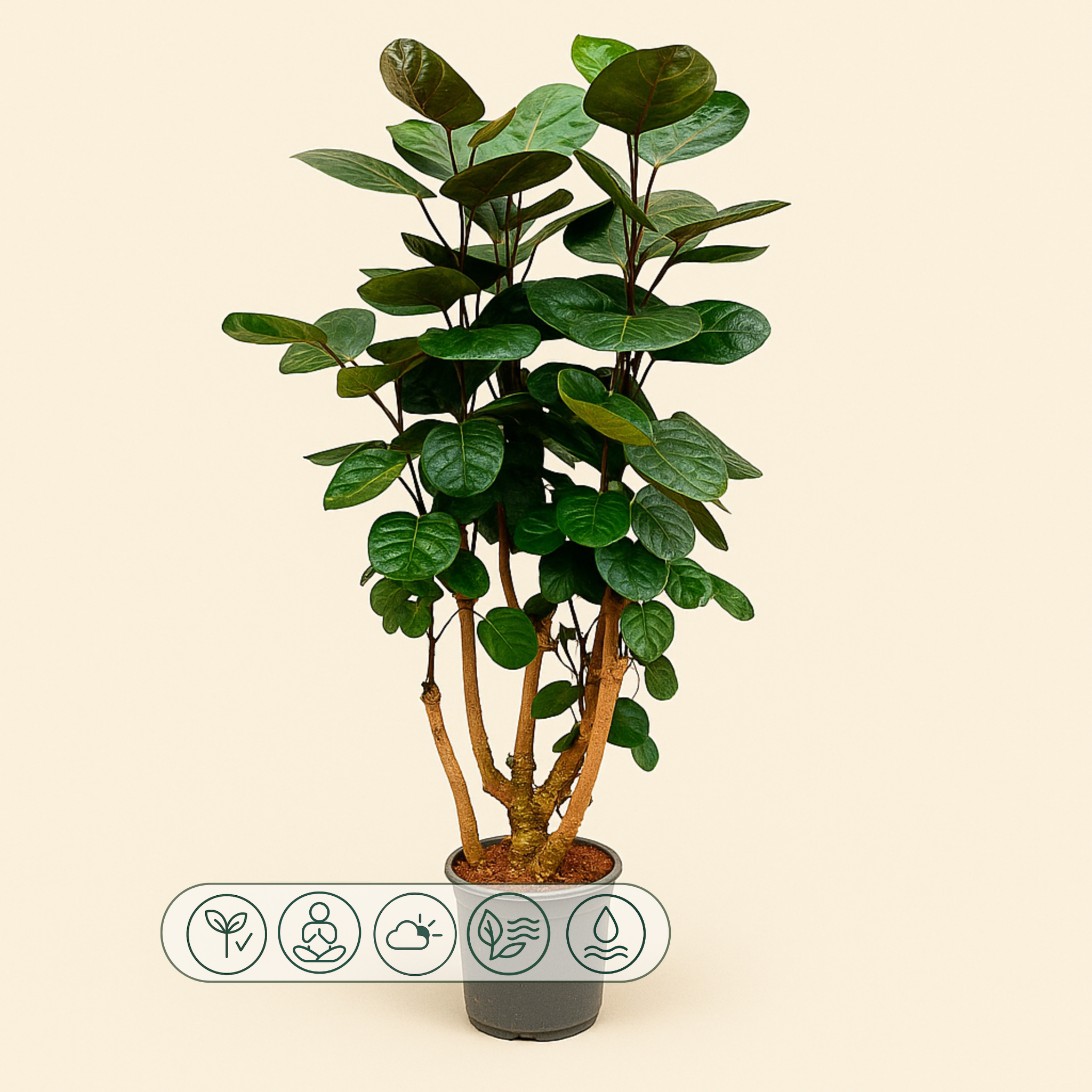 Polyscias Fabian – Polyscias scutellaria 'Fabian' - 130 cm - ø24 - Luna's Leaf Co.