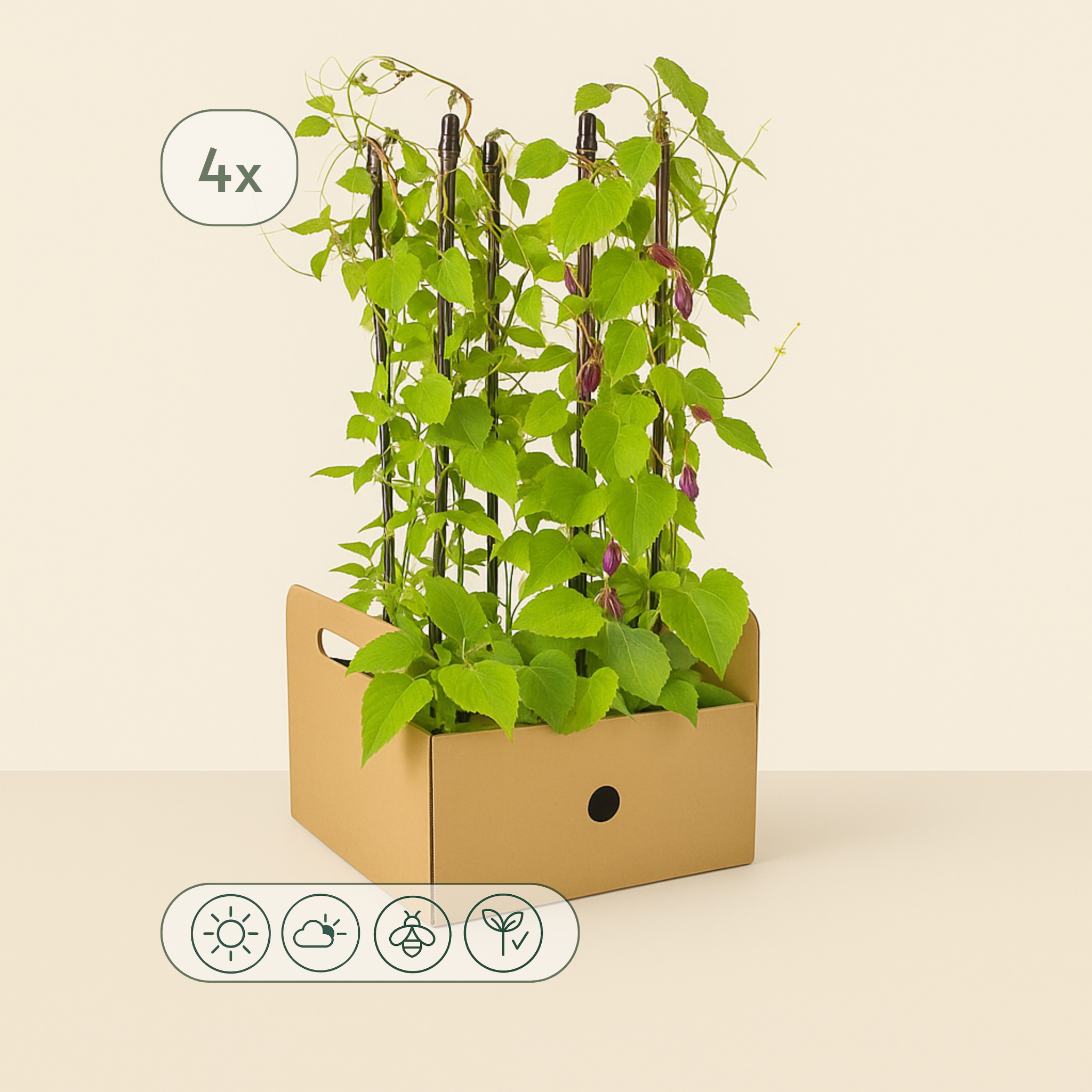 4x Mix aus Kletterpflanzen: Rhodochiton, Cobea, Lathyrus & Ipomoea - Luna's Leaf Co.