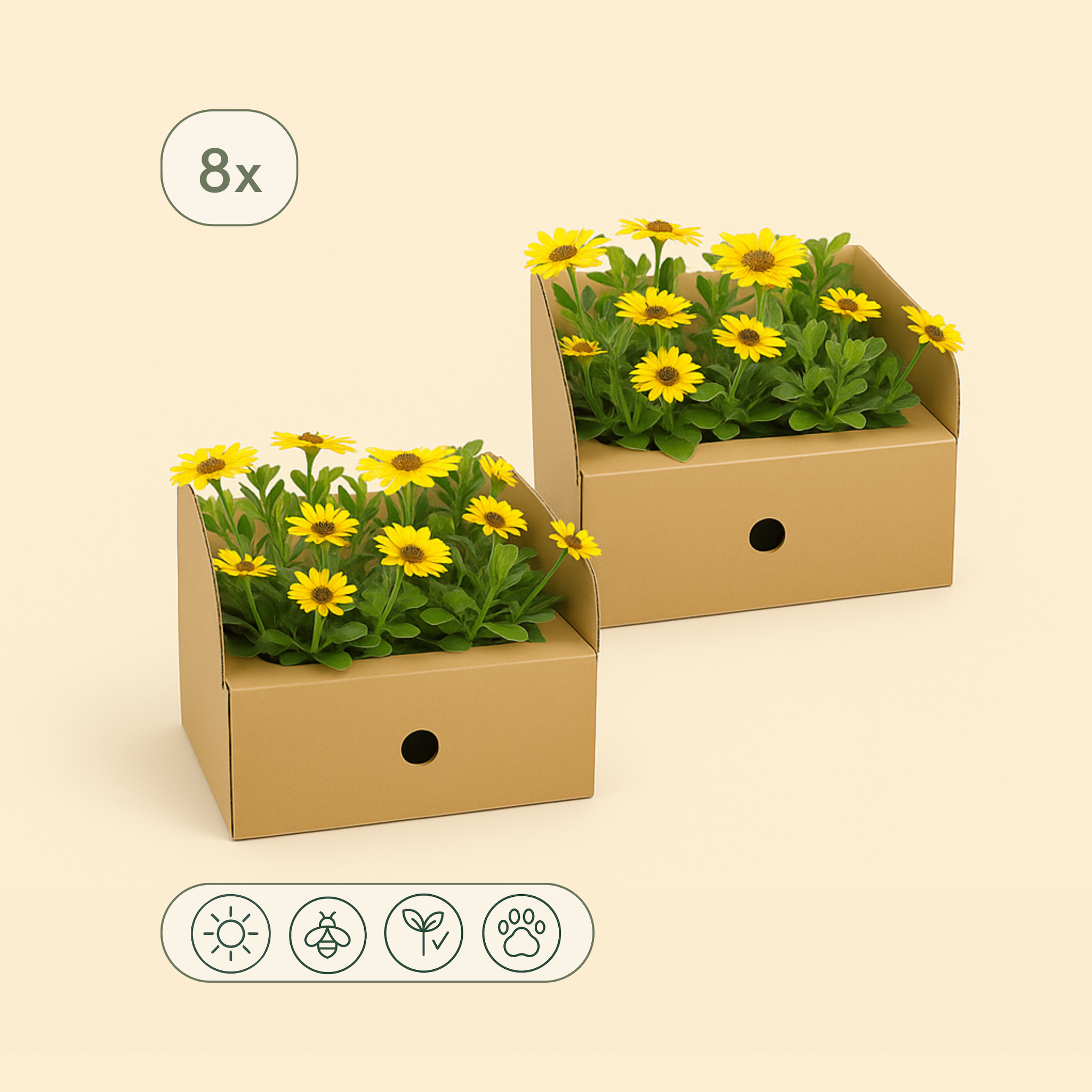 8x Kapmargerite 'Gelb' – African Daisy – Osteospermum ecklonis 'Yellow' - Luna's Leaf Co.