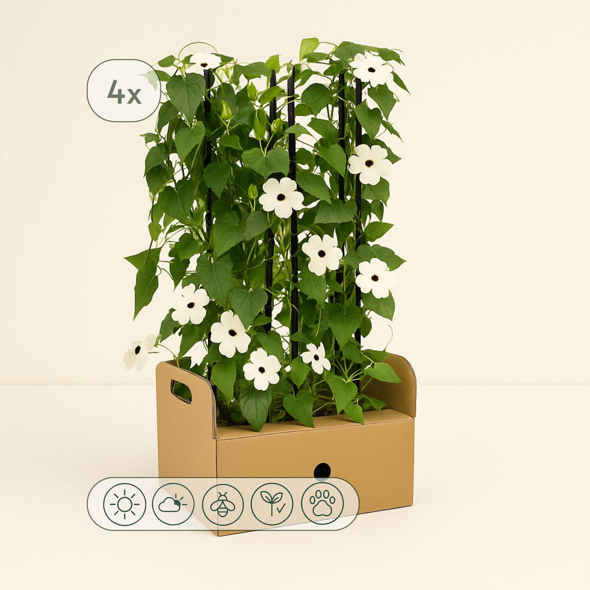 4x Sunny Susy White – Black-eyed Susan Vine – Thunbergia alata - Luna's Leaf Co.