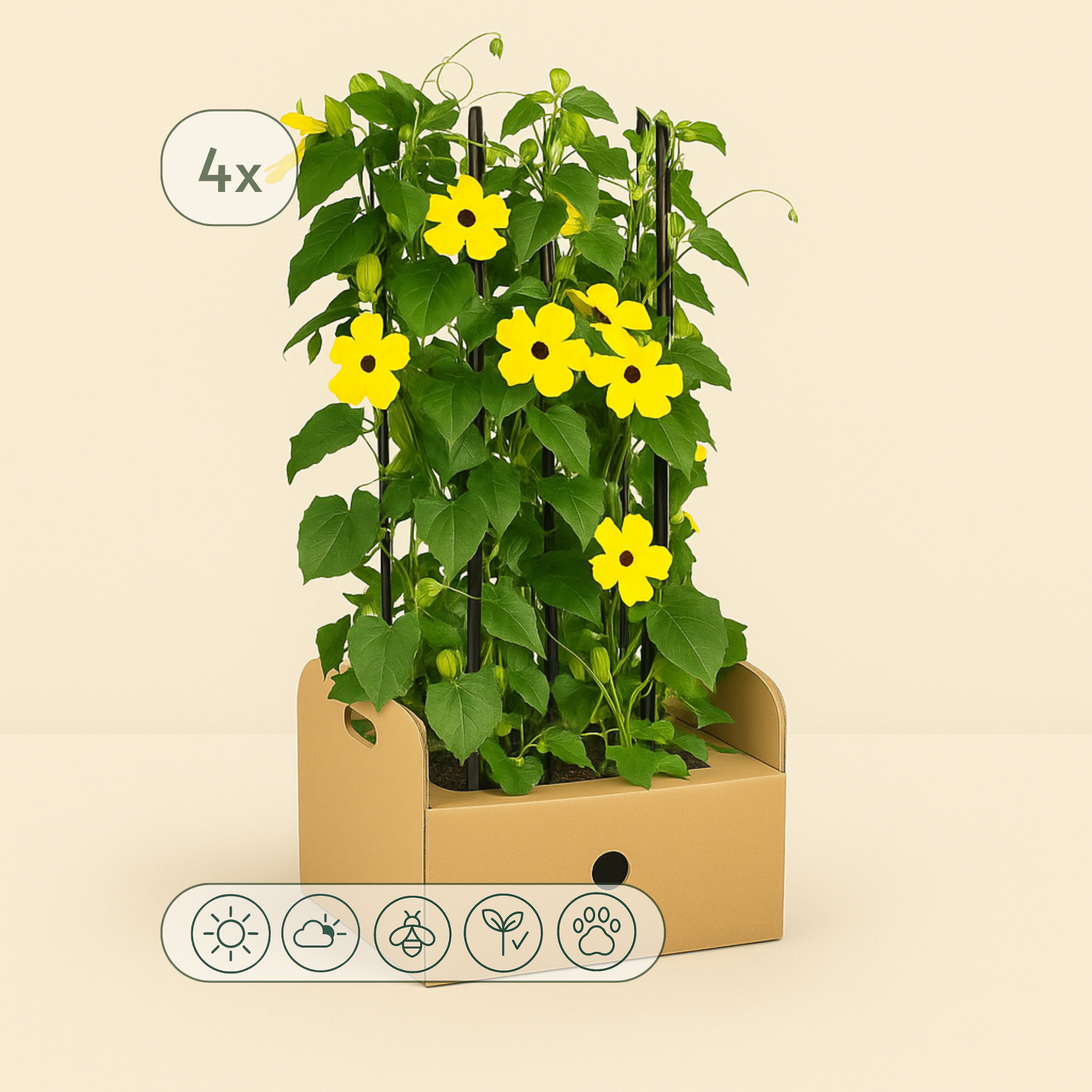 4x Sunny Susy Yellow – Black-eyed Susan Vine – Thunbergia alata - Luna's Leaf Co.