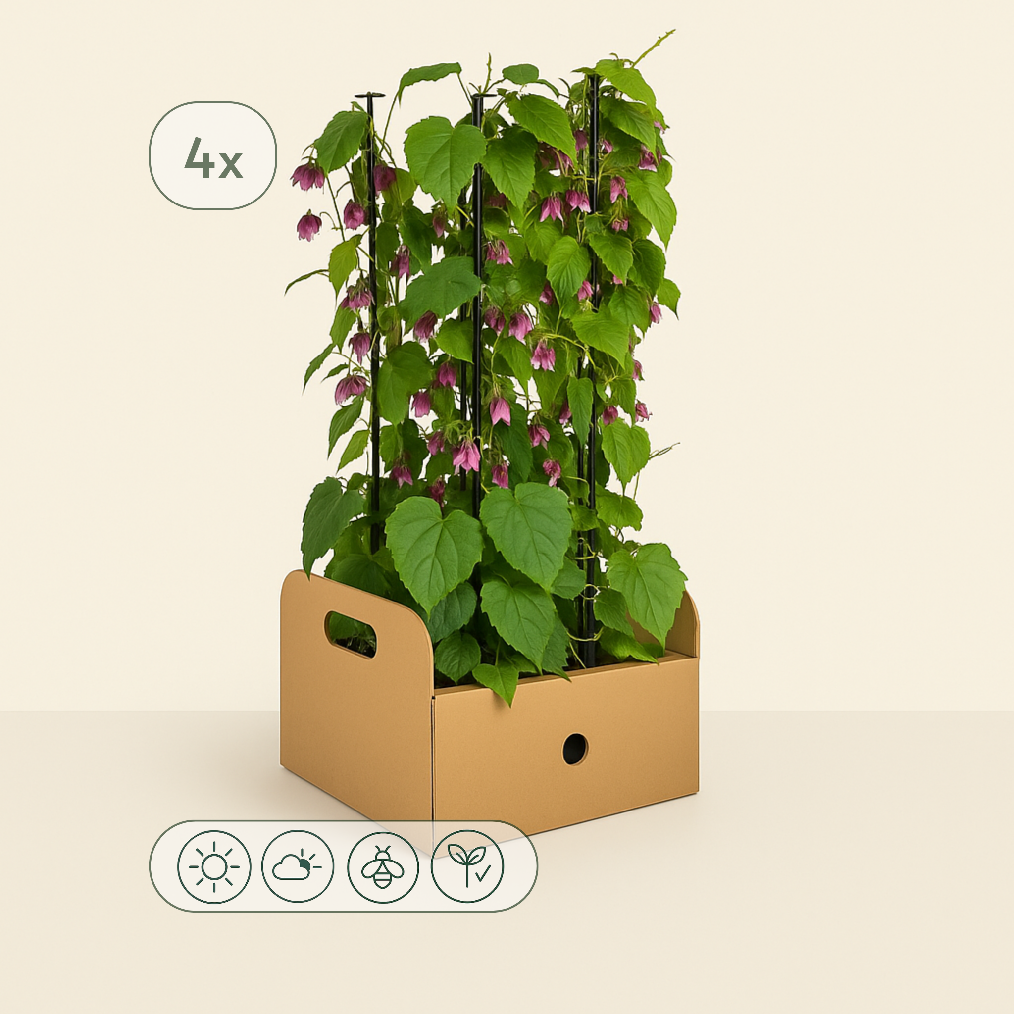 4x Purple Bells – Rhodochiton atrosanguineum - Luna's Leaf Co.