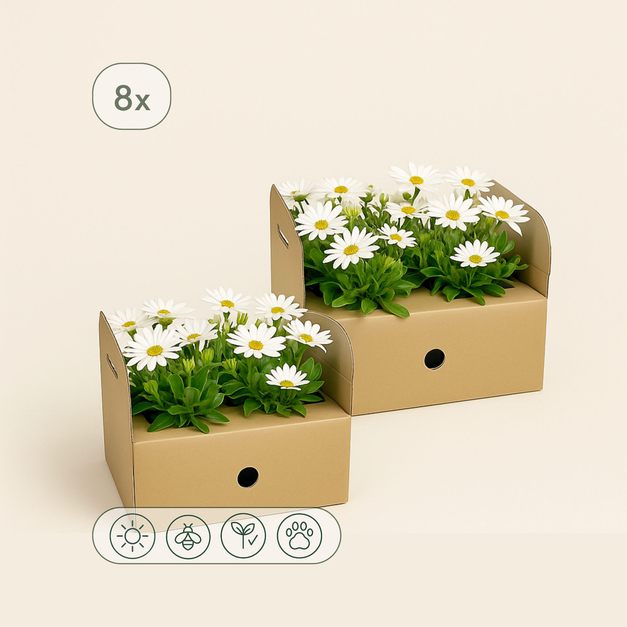 8x Kapmargerite 'Weiß' – African Daisy – Osteospermum ecklonis 'White' - Luna's Leaf Co.