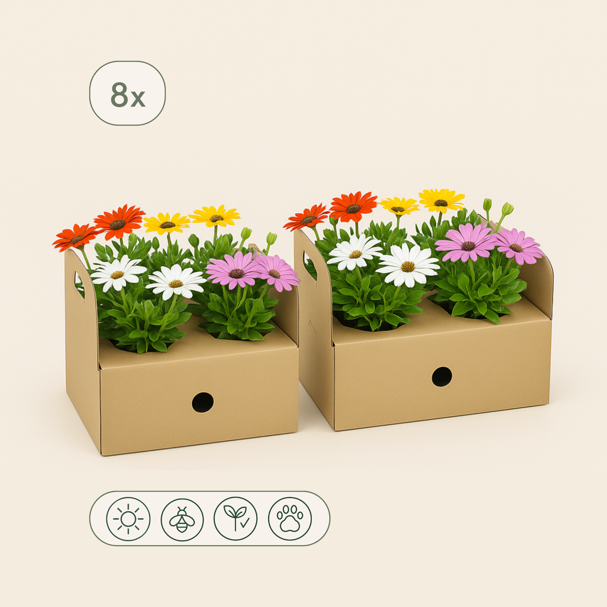 8x Kapmargerite Mix – African Daisy Mix – Osteospermum ecklonis (Sortenmix) - Luna's Leaf Co.