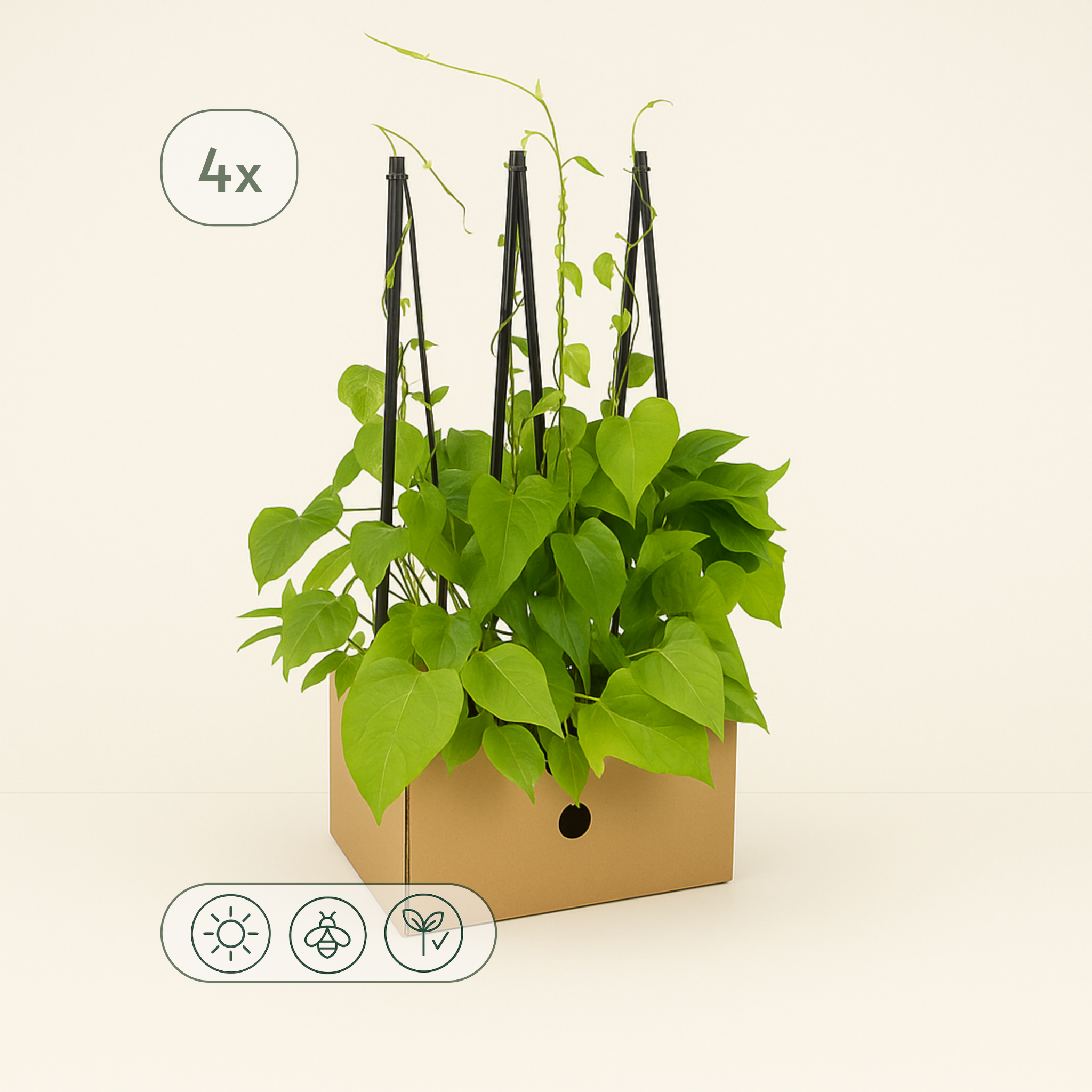 4x Prunkwinde 'Heavenly Blue' – Morning Glory – Ipomoea tricolor 'Heavenly Blue' - Luna's Leaf Co.