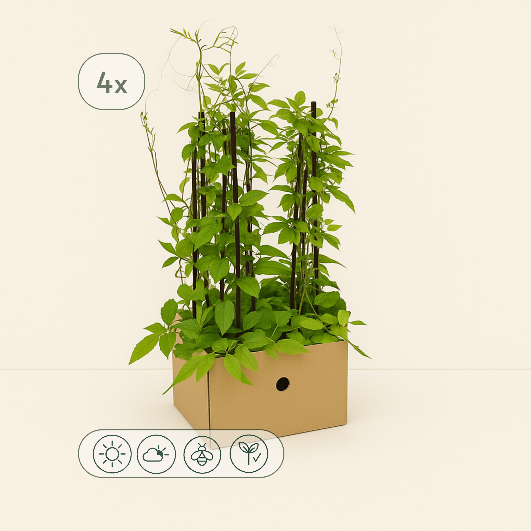 4x Glockenrebe 'Violet Blue' – Cup-and-Saucer Vine – Cobea scandens 'Violet Blue' - Luna's Leaf Co.