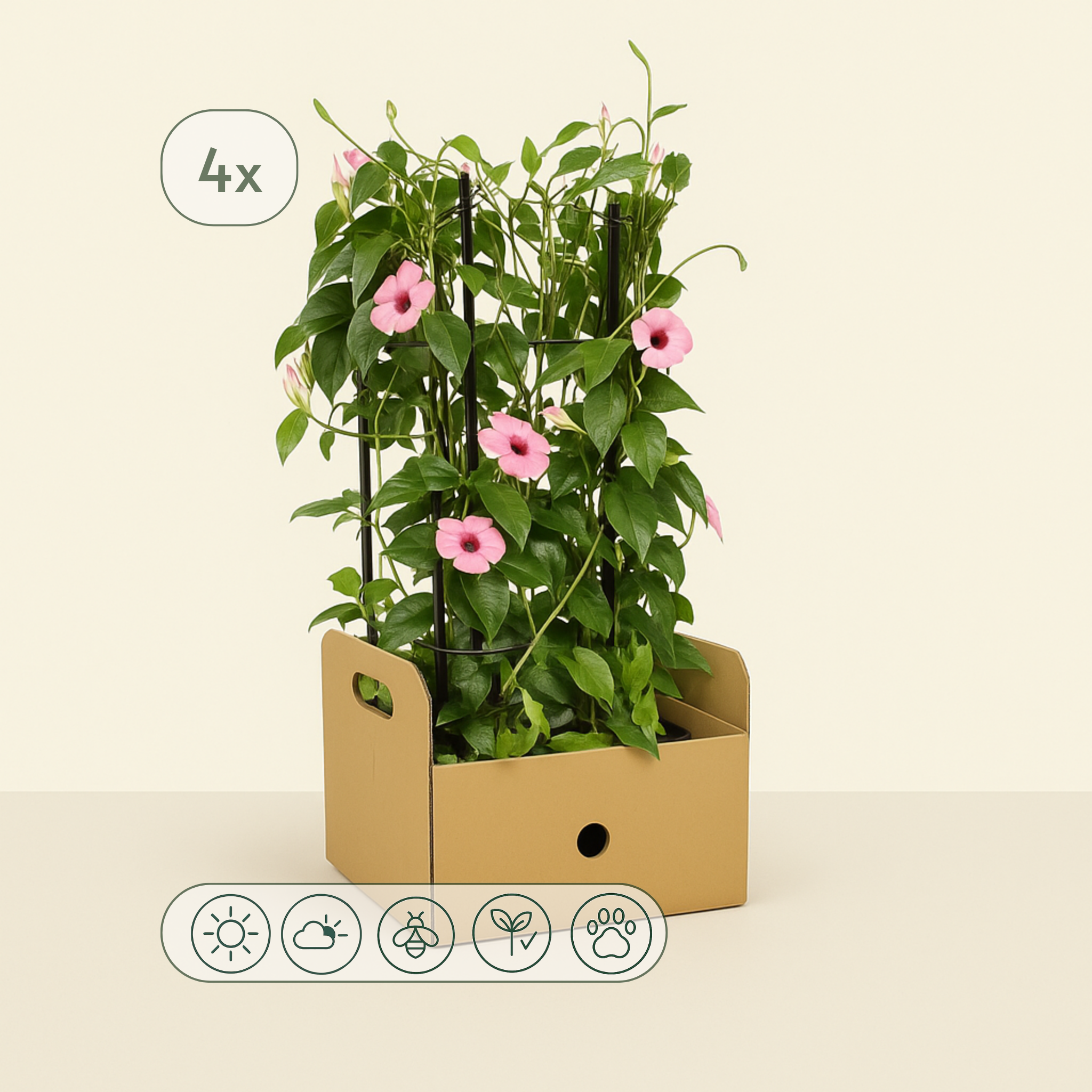 4x 'Sunny Susy Rose Sensation' – Black-eyed Susan Vine – Thunbergia alata - Luna's Leaf Co.