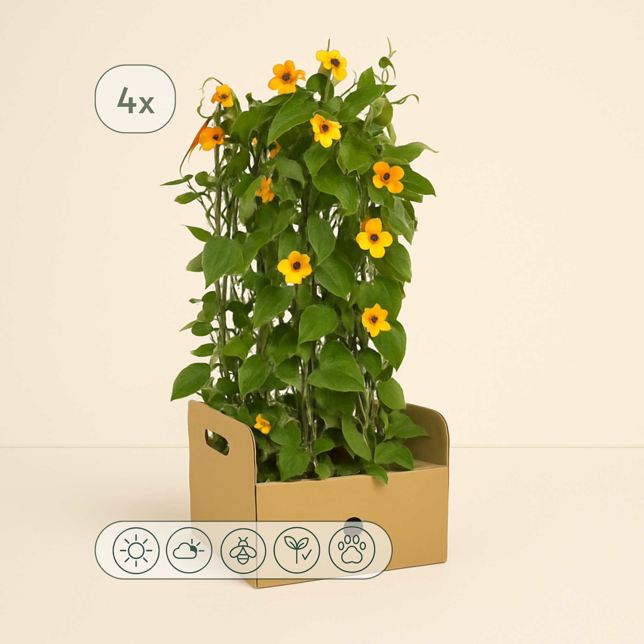 4x 'Sunny Susy New Orange' – Black-eyed Susan Vine – Thunbergia alata ' - Luna's Leaf Co.