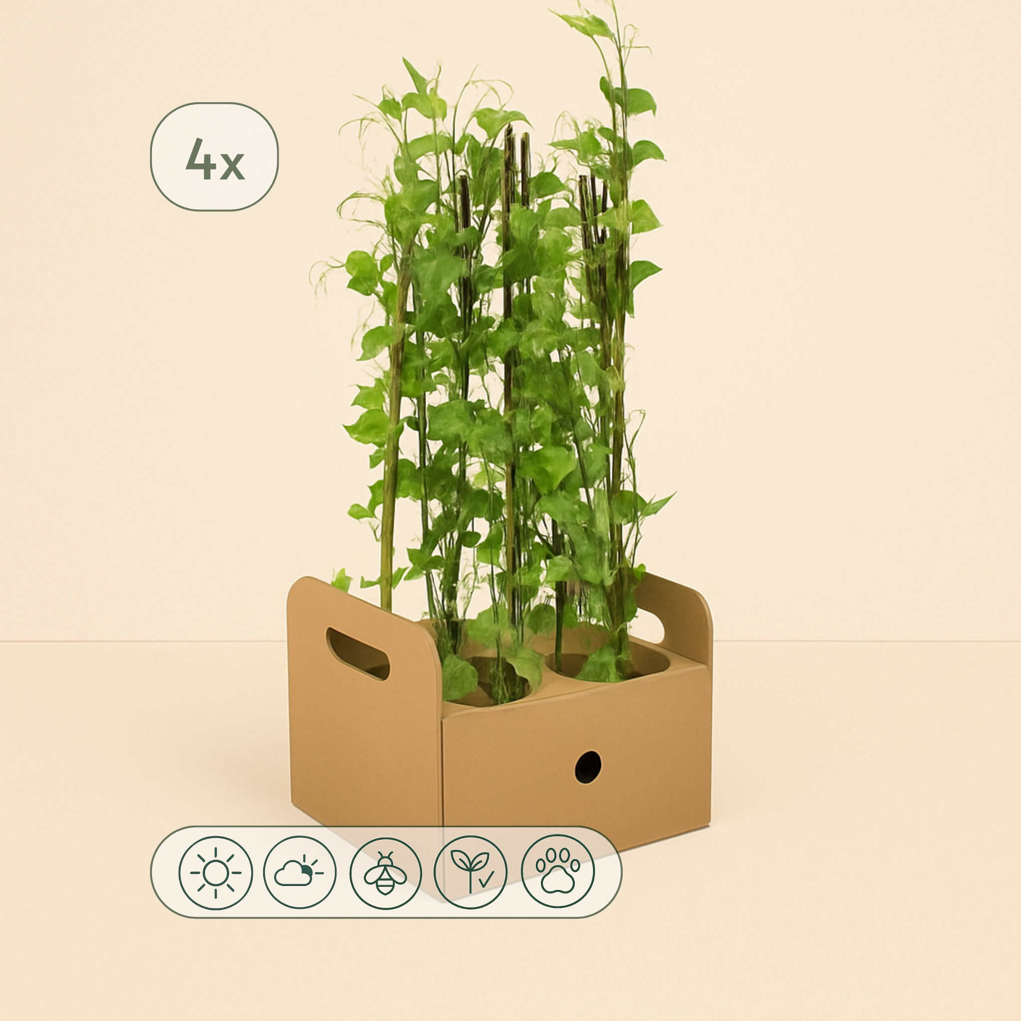 4x Sweet Pea – Lathyrus odoratus - Luna's Leaf Co.