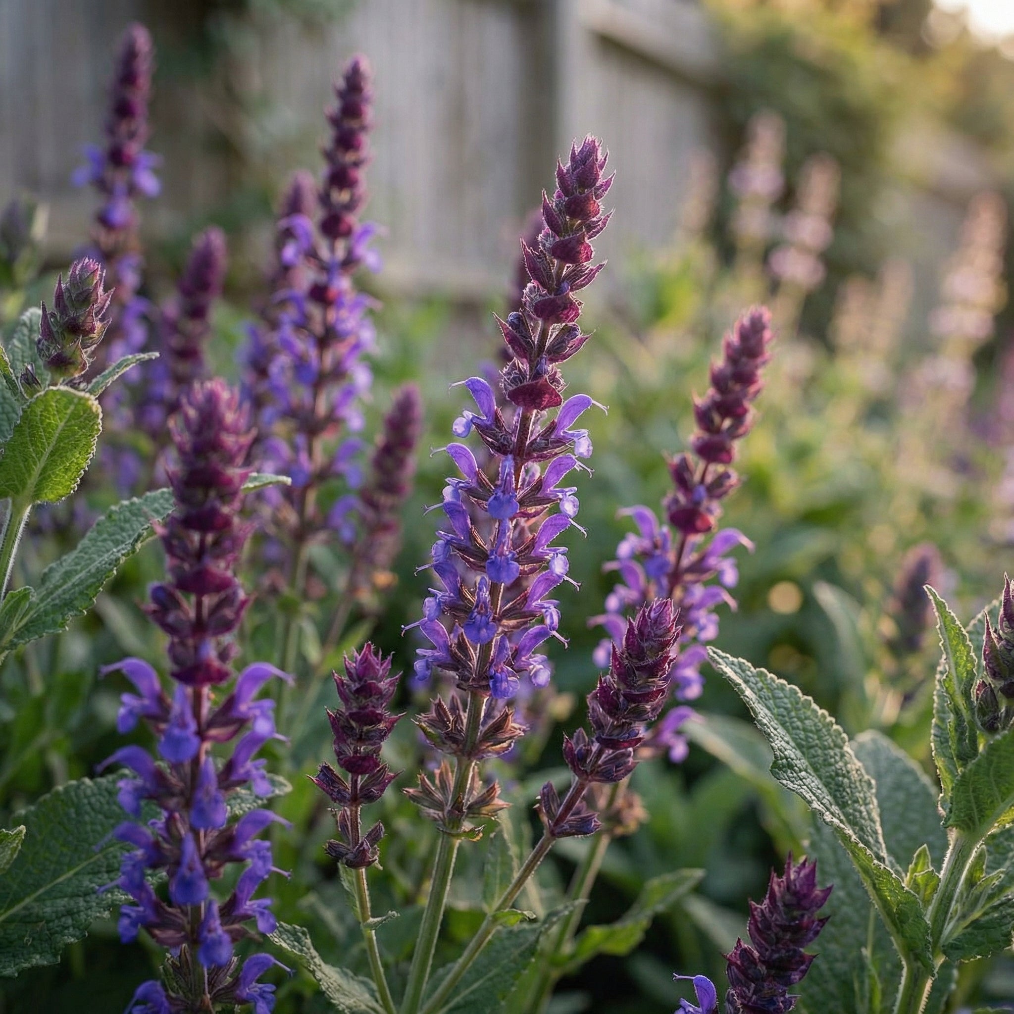 Staudenbeet Blaue Oase - Pflanzenpaket für Sonne bis Halbschatten - 36 Pflanzen - Größe L