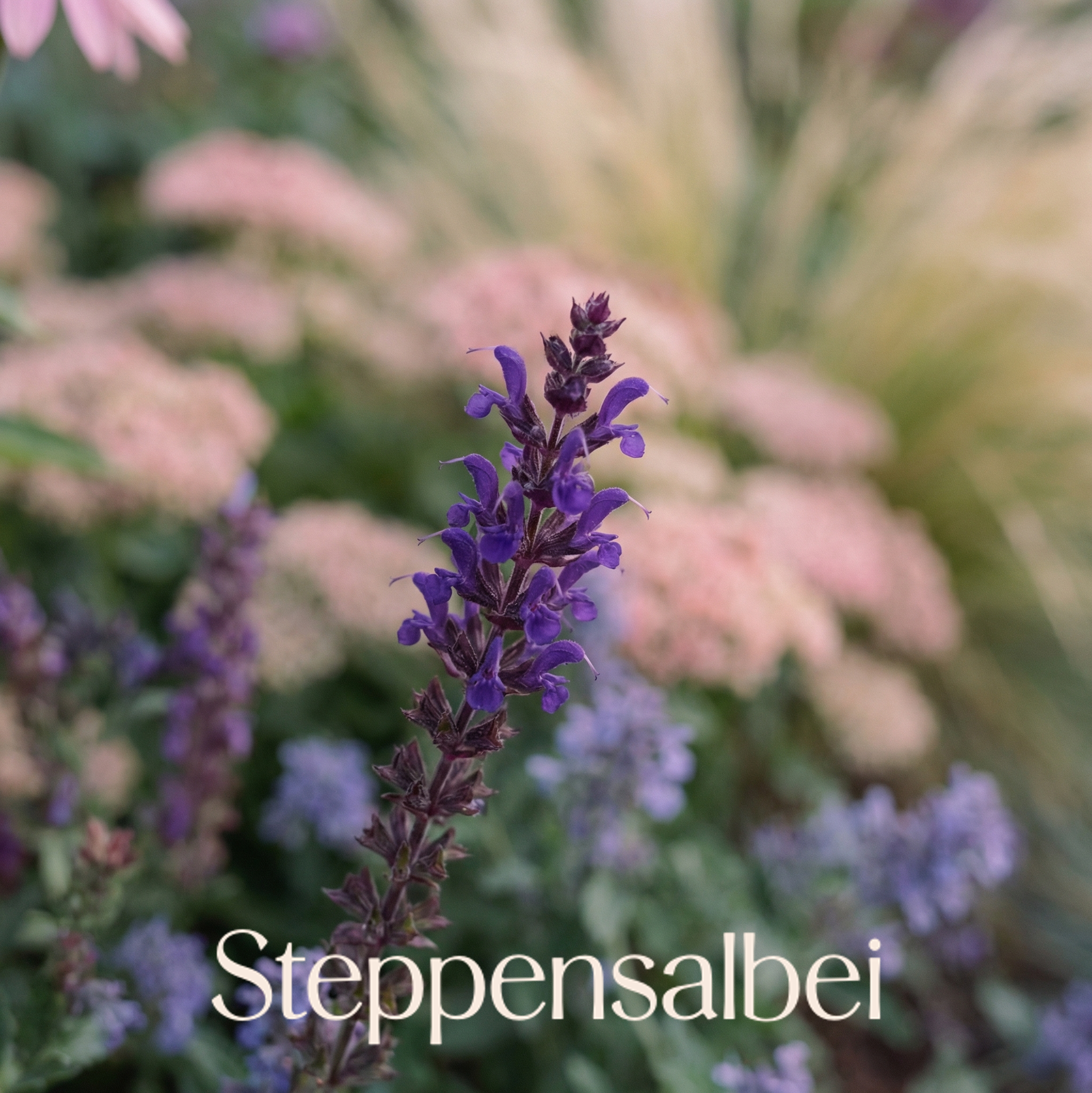 Staudenbeet Bienenbuffet - Pflanzenpaket für Sonne - 36 Pflanzen - Größe L - Luna's Leaf Co.