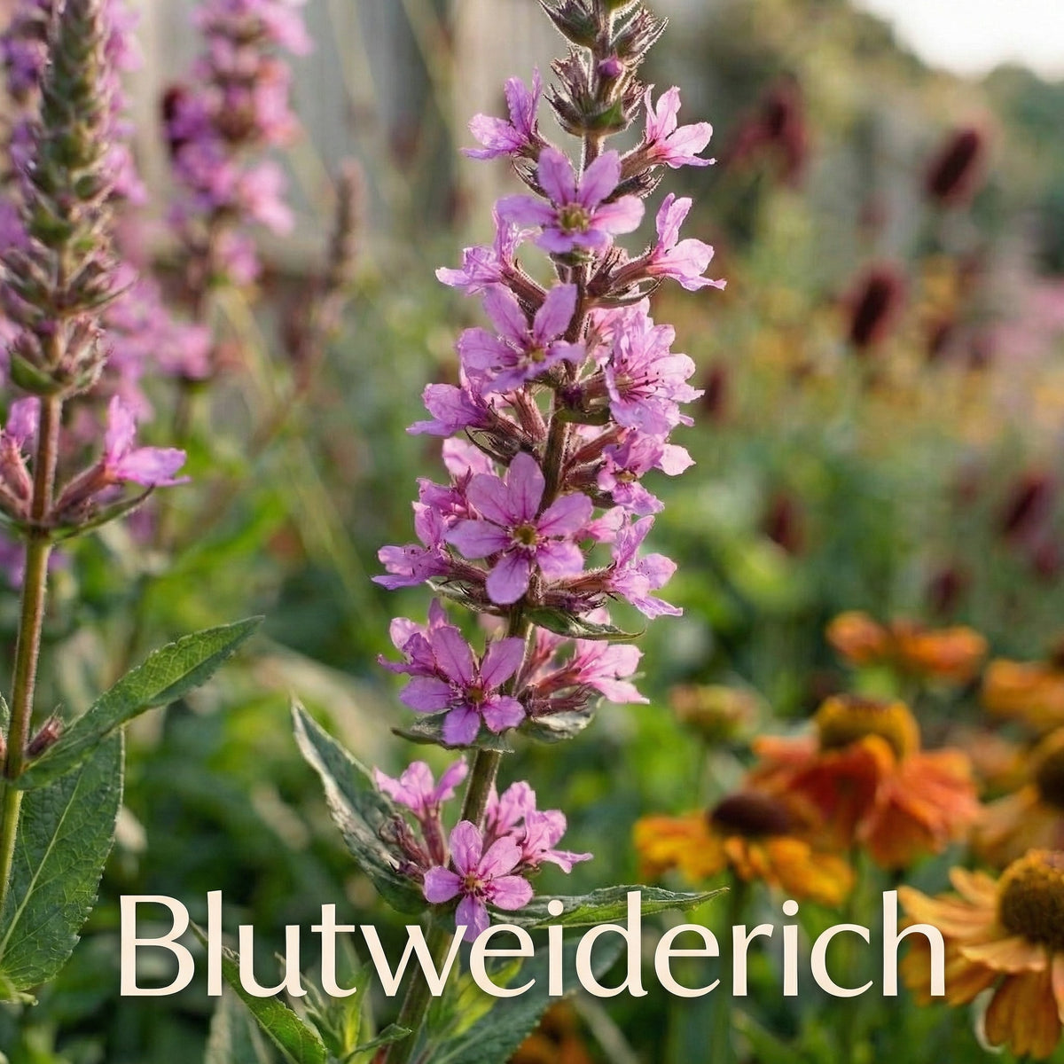 Staudenbeet Feuchtwiese - Pflanzenpaket für Sonne bis Halbschatten - 36 Pflanzen - Größe L - Luna's Leaf Co.