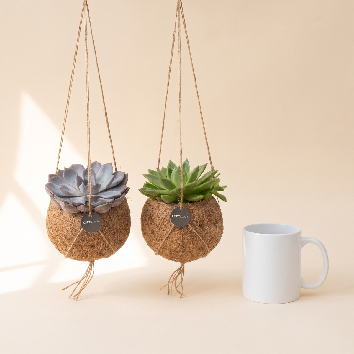 Kokodama Echeveria hängend 2er-Set Firmengeschenk: Größenvergleich mit einer Kaffeetasse