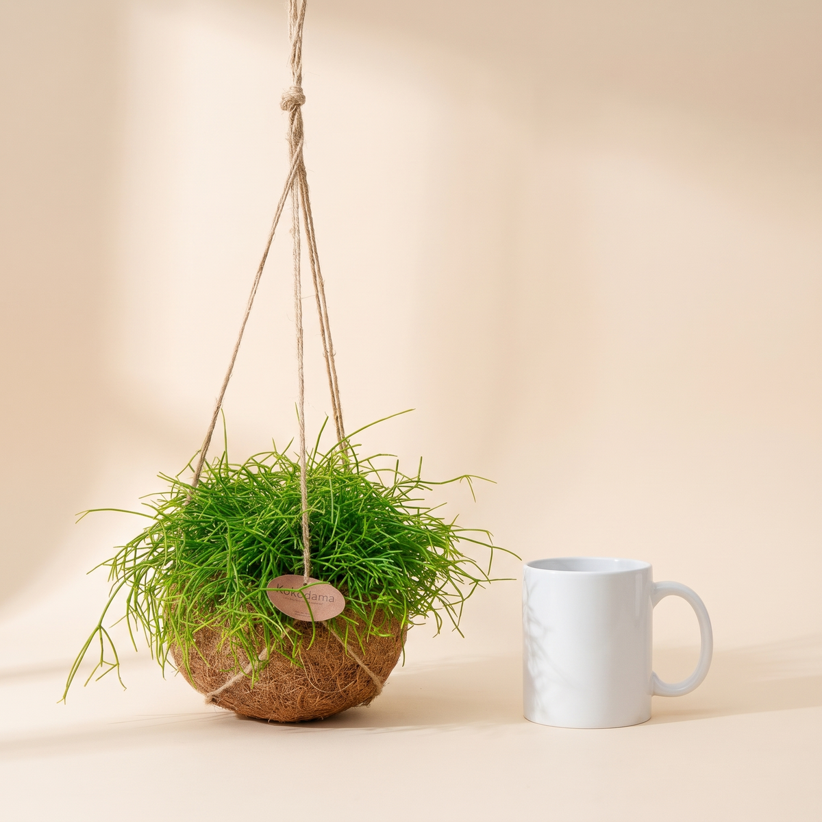 Kokodama Rhipsalis hängend Firmengeschenk: Größenvergleich mit einer Kaffeetasse