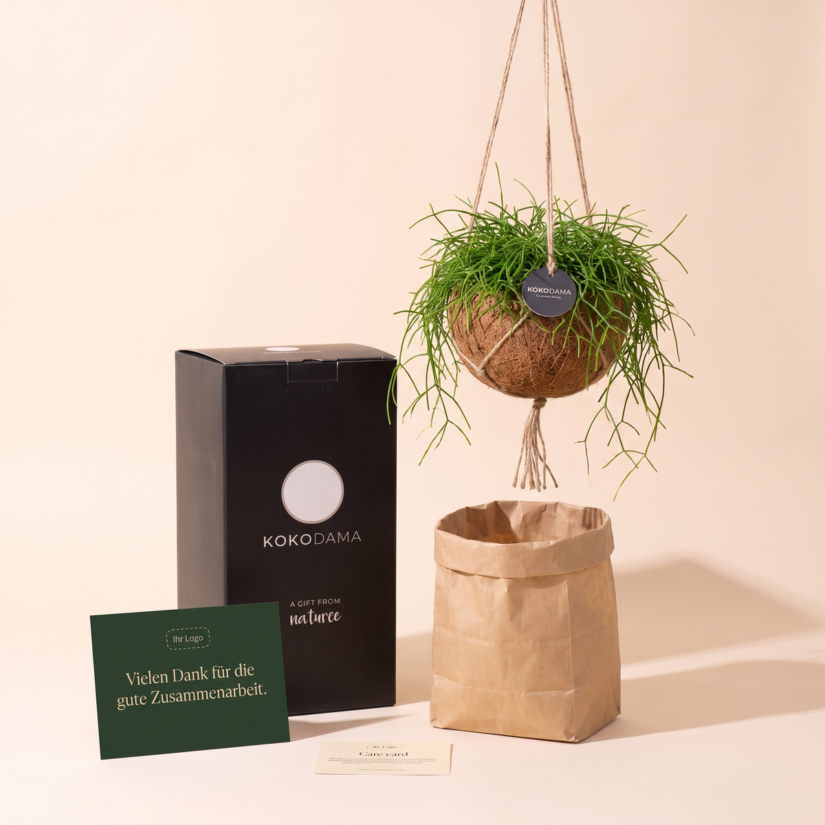 Kokodama Rhipsalis hängend Firmengeschenk: Lieferumfang mit Geschenkbox, Grußkarte und Pflegekarte