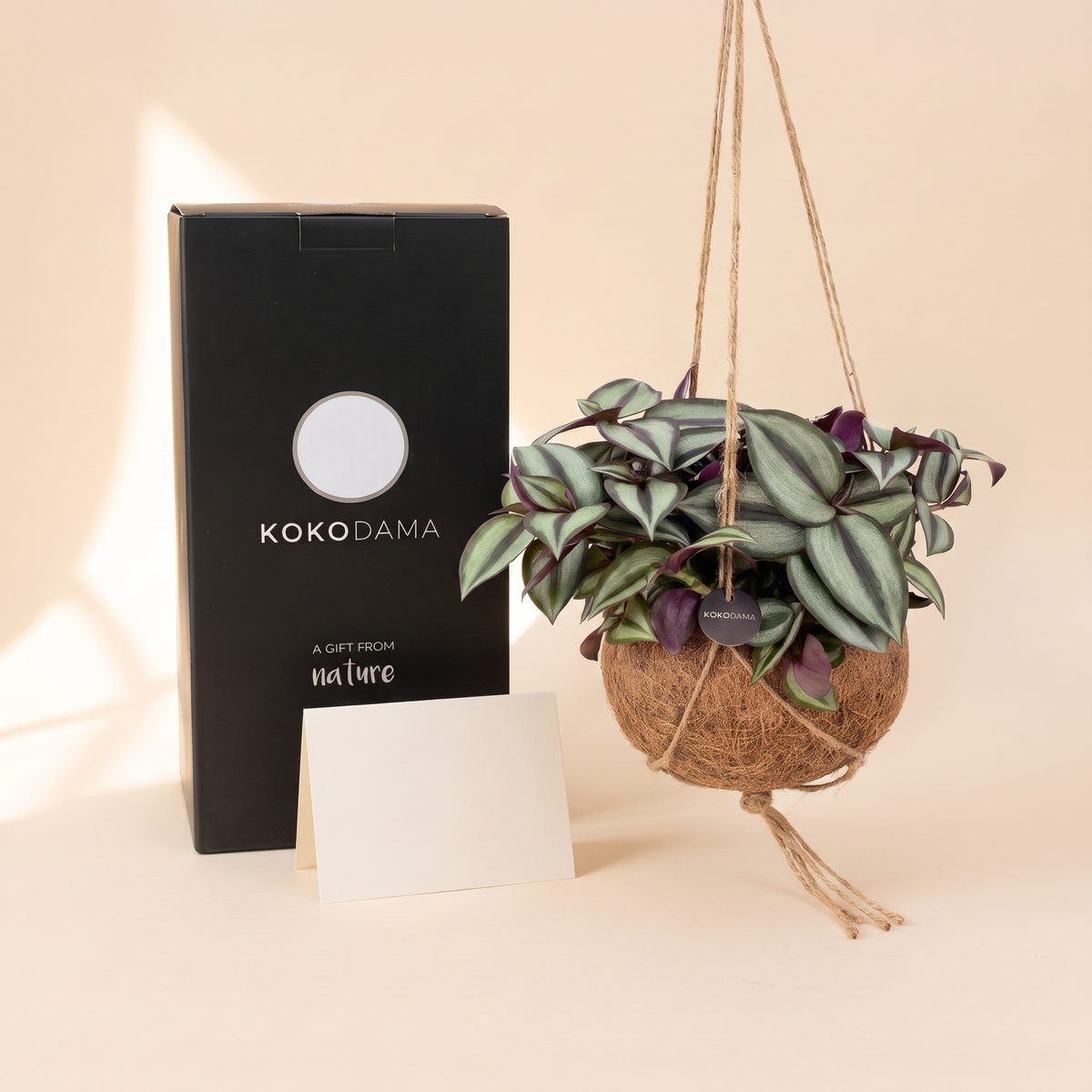 Kokodama Tradescantia hängend als Firmengeschenk mit Geschenkbox und Grußkarte