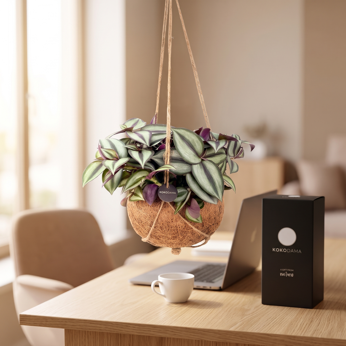 Hängende Kokodama Tradescantia als Mitarbeitergeschenk über einem modernen Schreibtisch