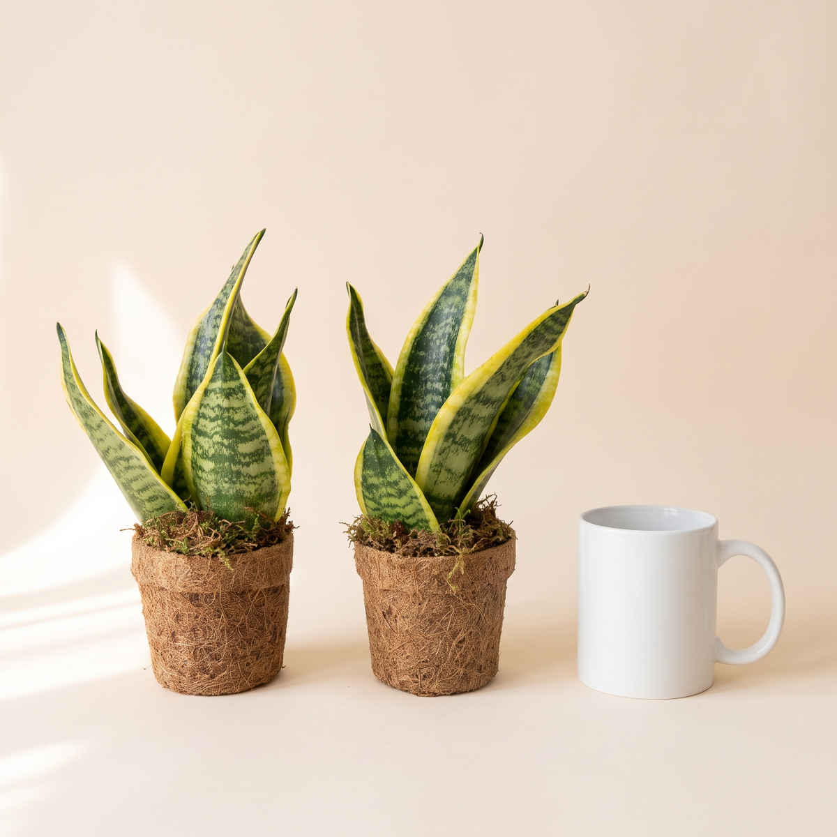 Kokopot Sansevieria Yellow 2er-Set Firmengeschenk: Größenvergleich mit einer Kaffeetasse