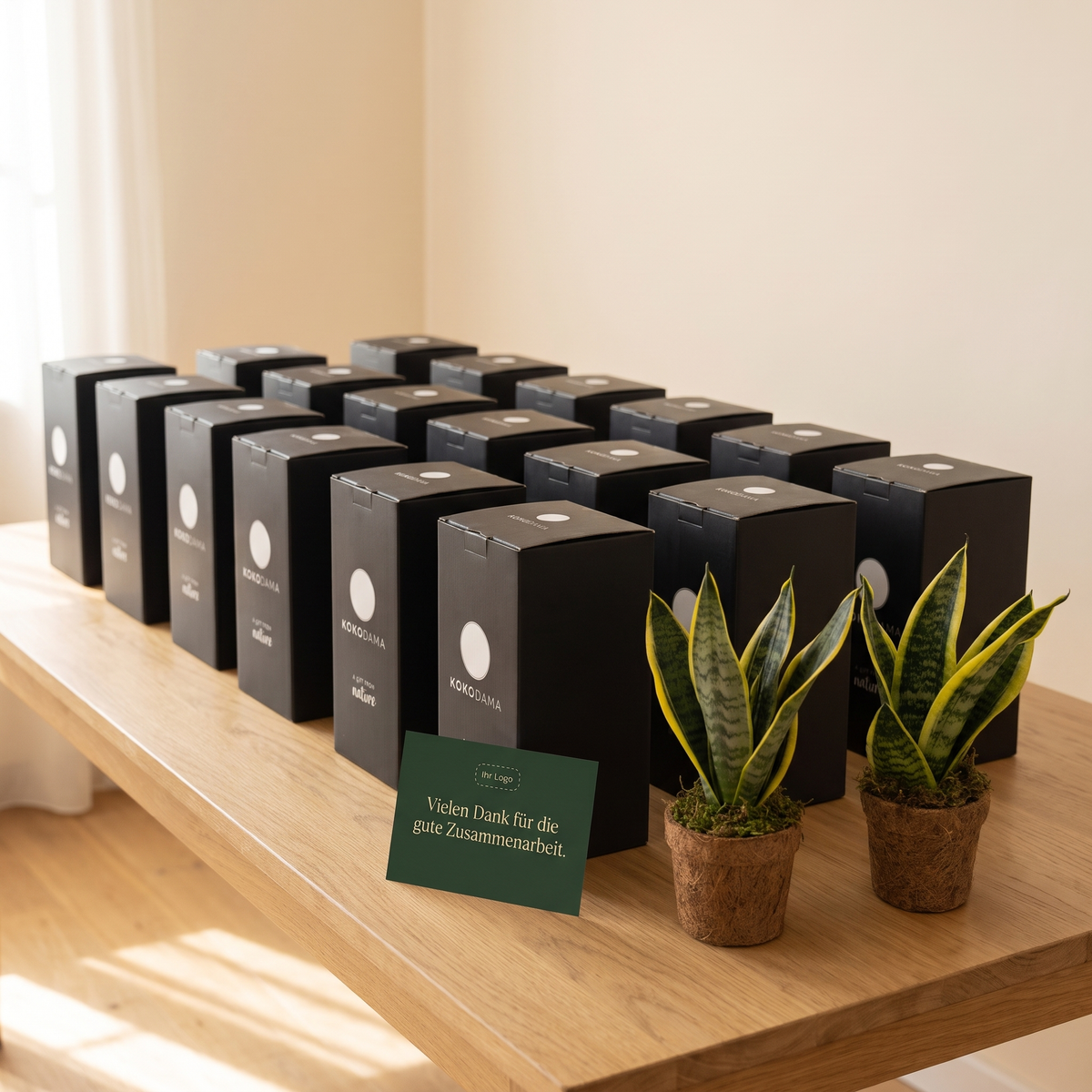 Kokopot Sansevieria Yellow 2er-Set Firmengeschenk: Größere Firmenbestellung mit Geschenkboxen