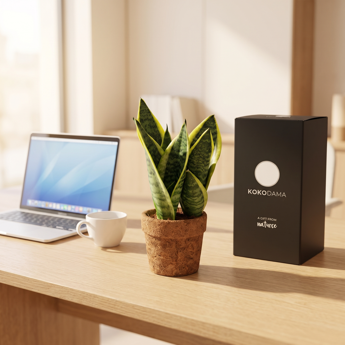 Kokopot Sansevieria Yellow Firmengeschenk: Firmengeschenk in einem modernen Büro