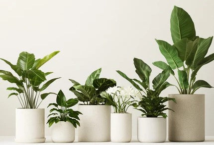 OasisBox S - Luna's Leaf Co.