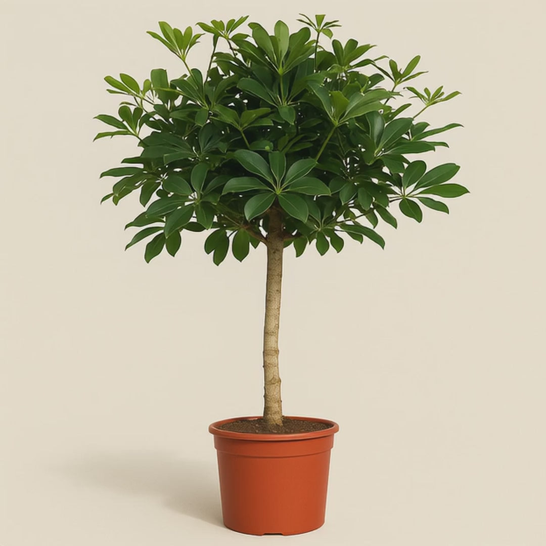Schefflera auf Stamm – Schefflera arboricola - 170cm - ø35