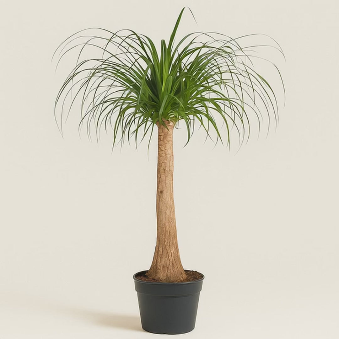Elefantenfuß – Beaucarnea recurvata - 120 cm - ø32